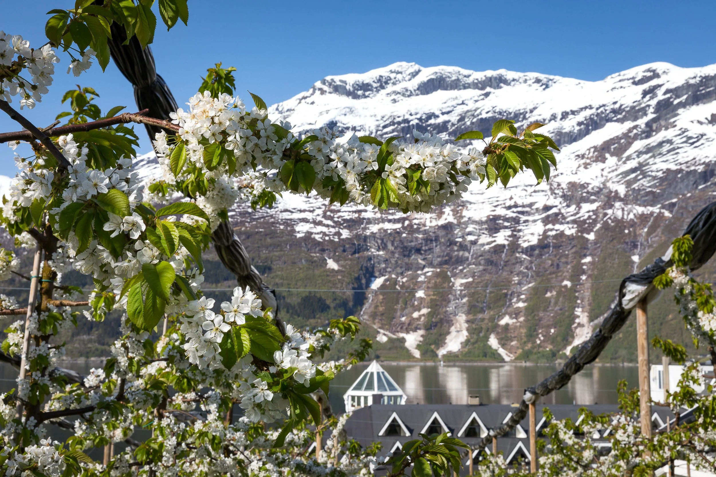 Spring blossom framing Hotel Ullensvang and the mountains across the Hardangerfjord.