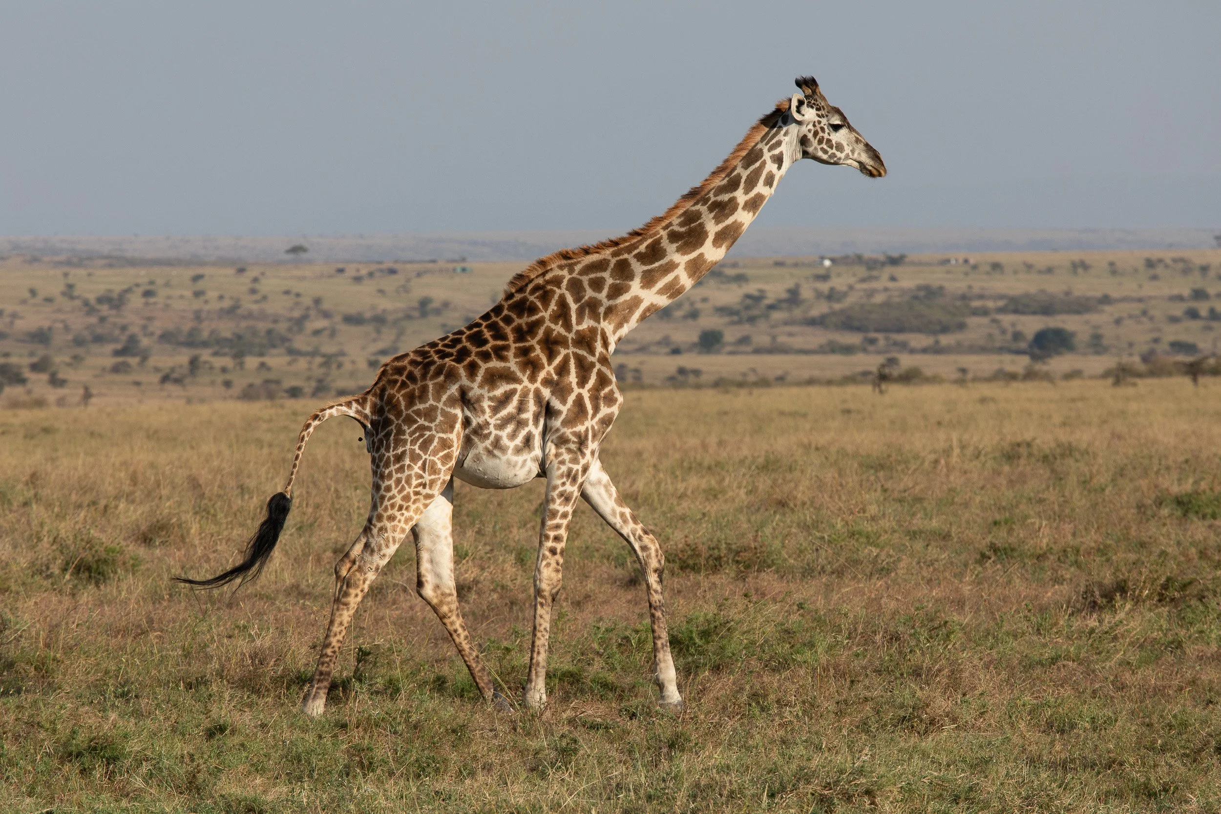 Giraffe in Maasai Mara National Reserve, Kenya – lone giraffe walking gracefully toward the horizon.