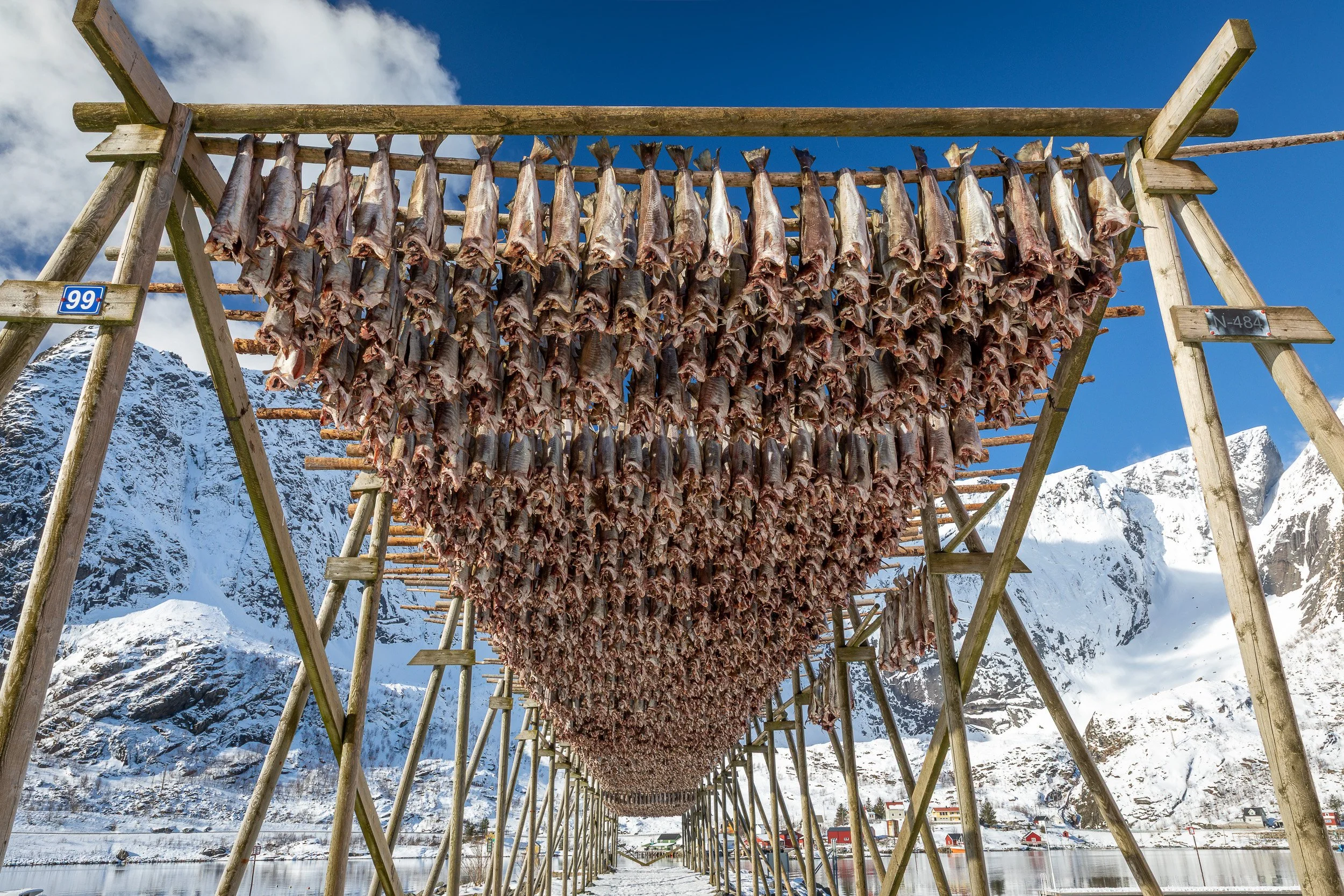 Fish racks with dried cod in Reine, Lofoten Islands, Norway – traditional stockfish hanging beneath dramatic Arctic peaks.