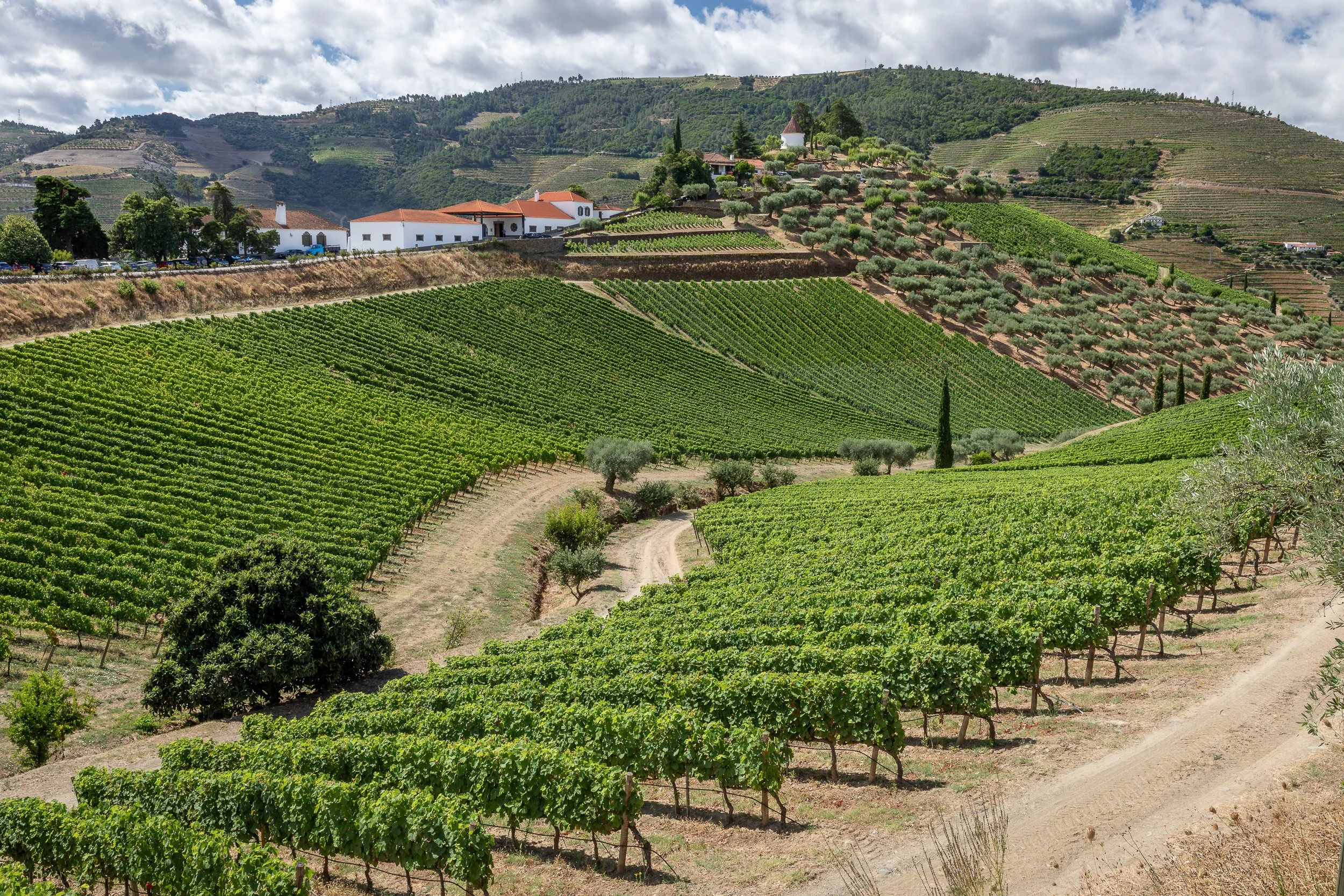 A hillside quinta sits among green vineyard rows and olive trees, surrounded by the sculpted terraces of the Douro Valley.