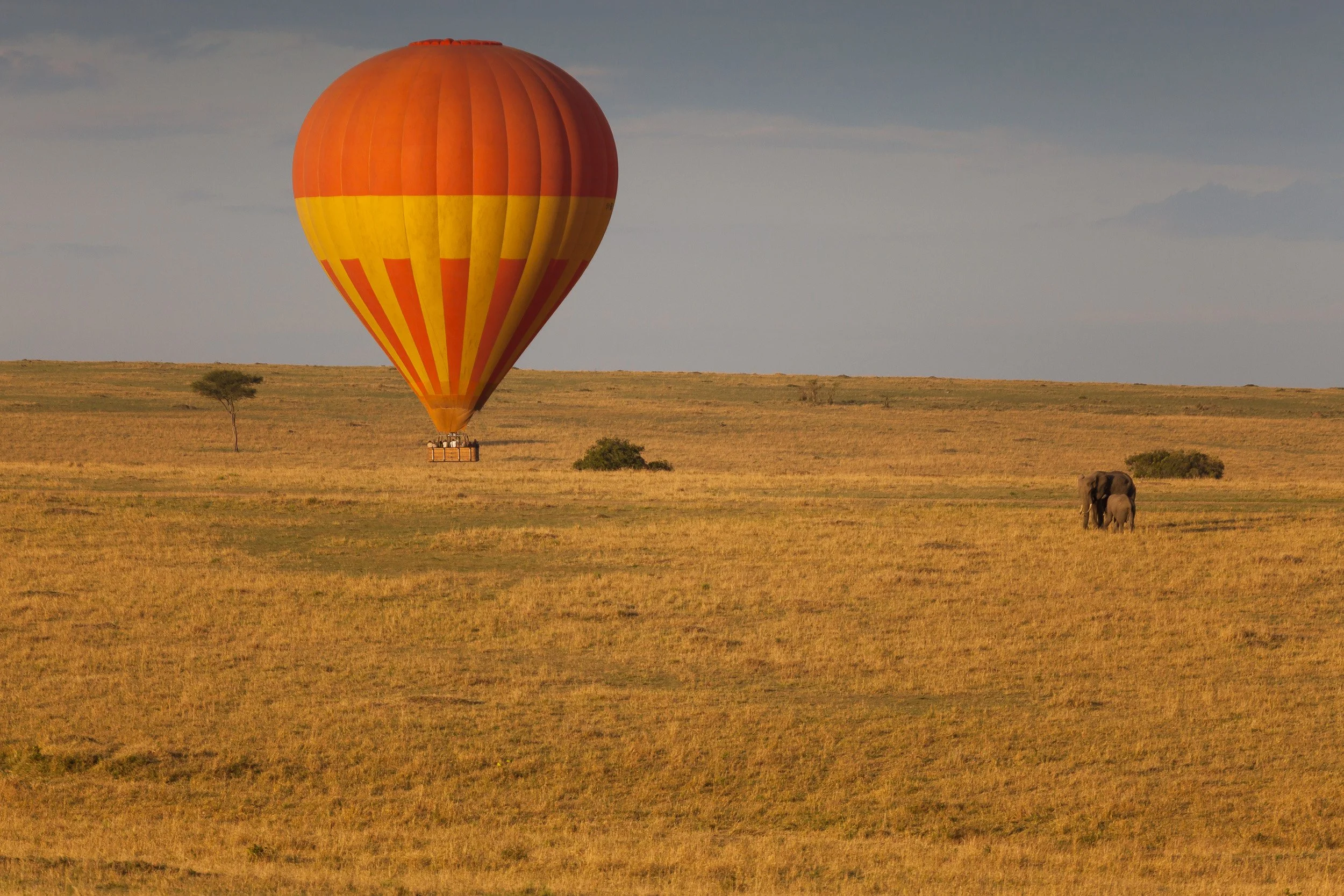 Hot air balloon over Maasai Mara National Reserve, Kenya – sunrise safari flight floating above herds and golden plains.