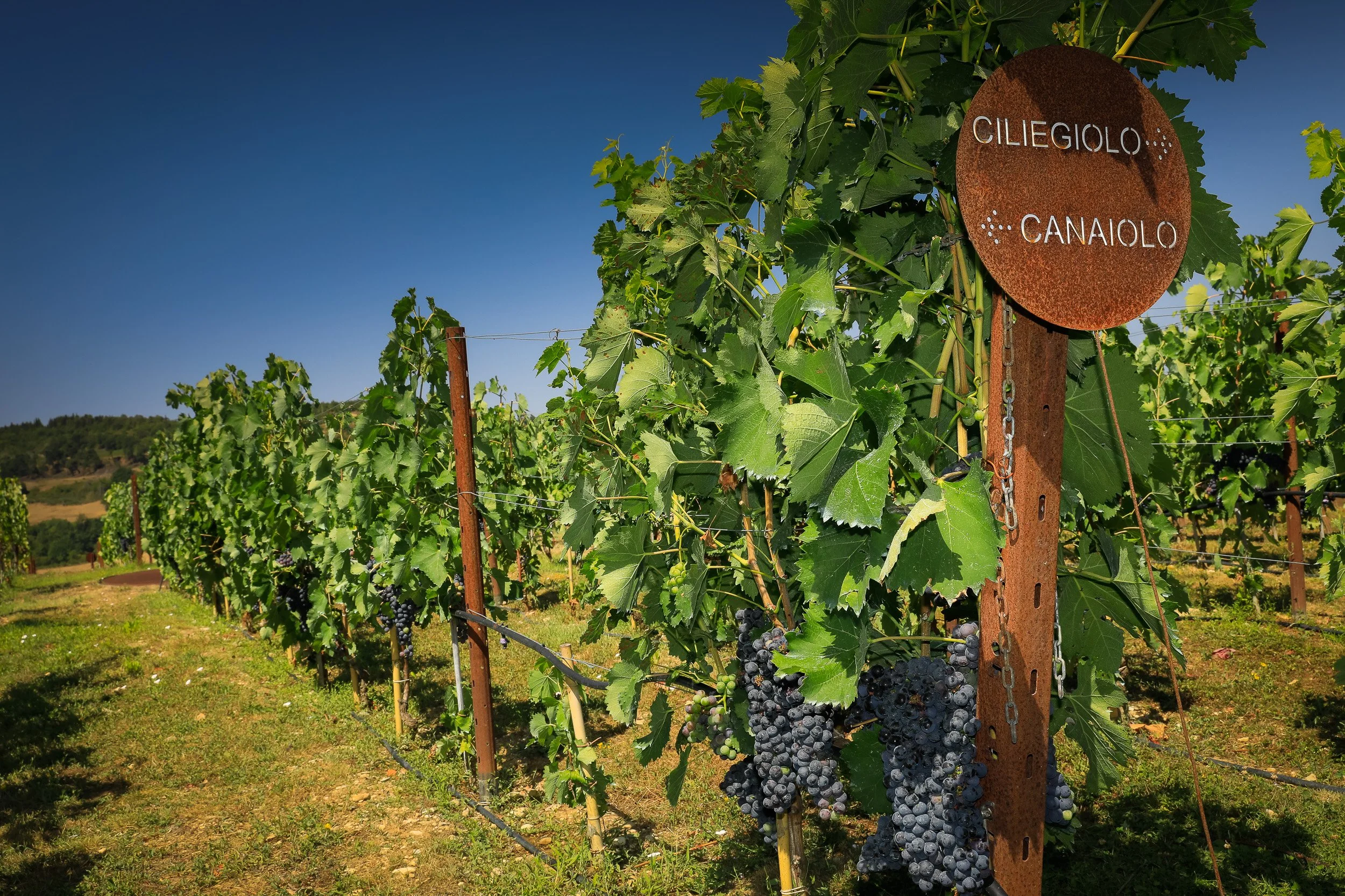 Ripening grapes in a Tuscan vineyard, with varietal markers for Ciliegiolo and Canaiolo.