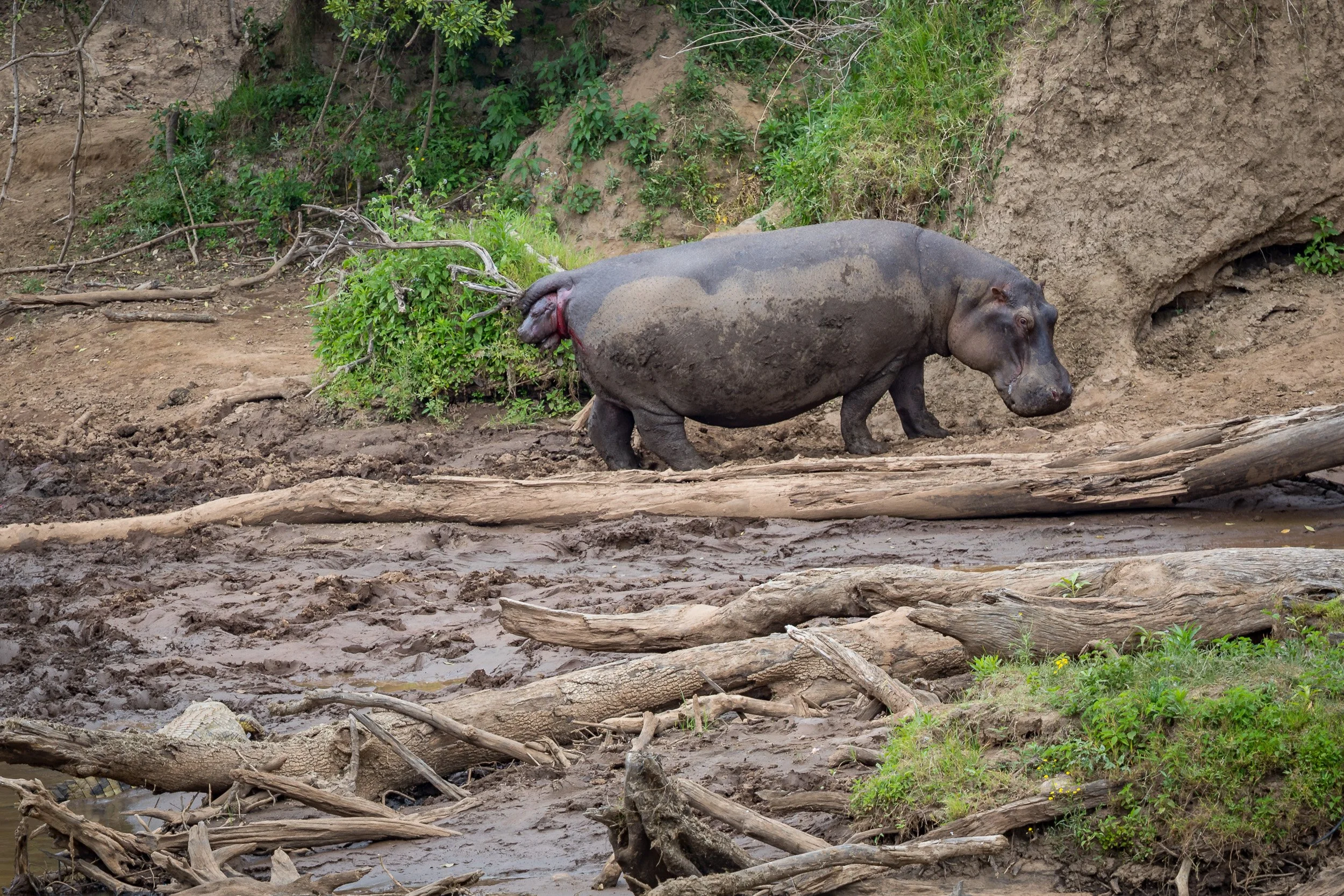 Hippopotamus giving birth in Maasai Mara National Reserve, Kenya – dramatic wildlife moment as a crocodile quickly takes the newborn calf.
