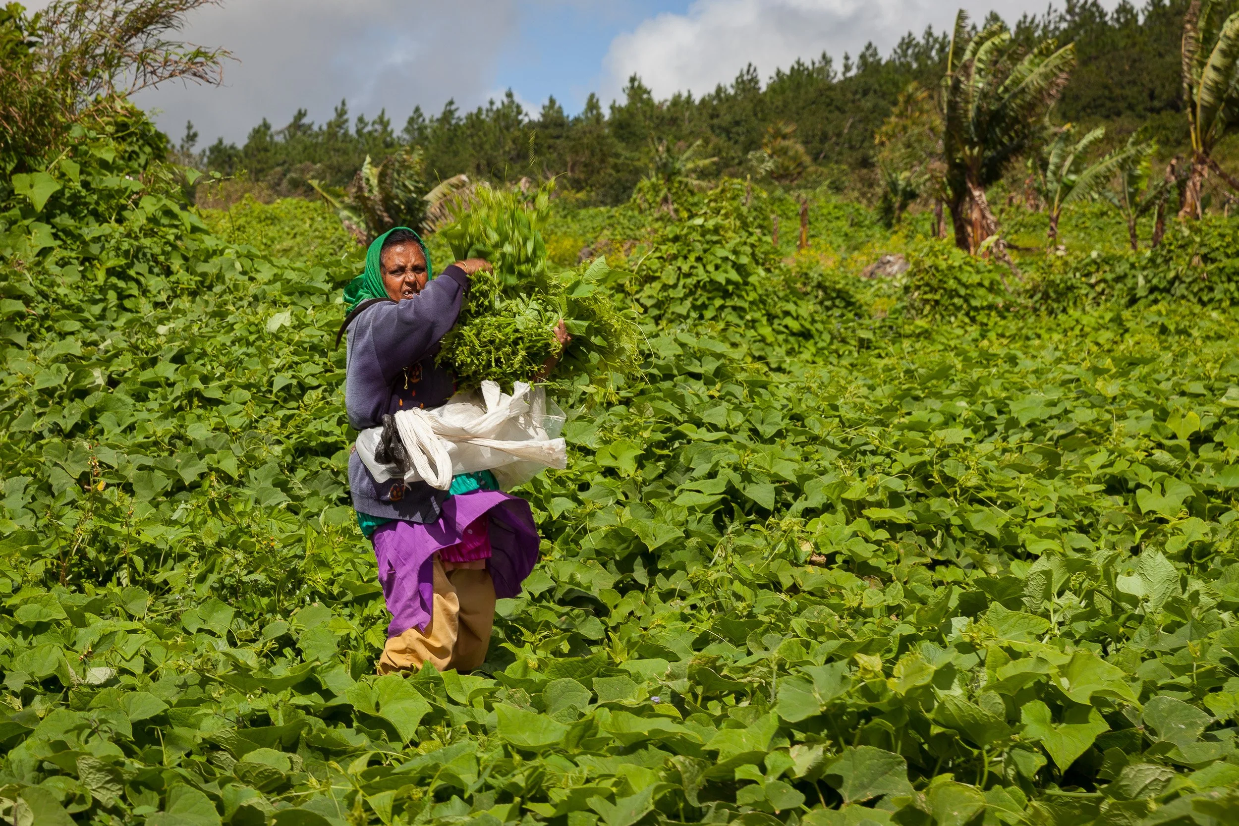 Local woman harvesting leafy greens in a sea of vines on a hillside field in rural Mauritius.