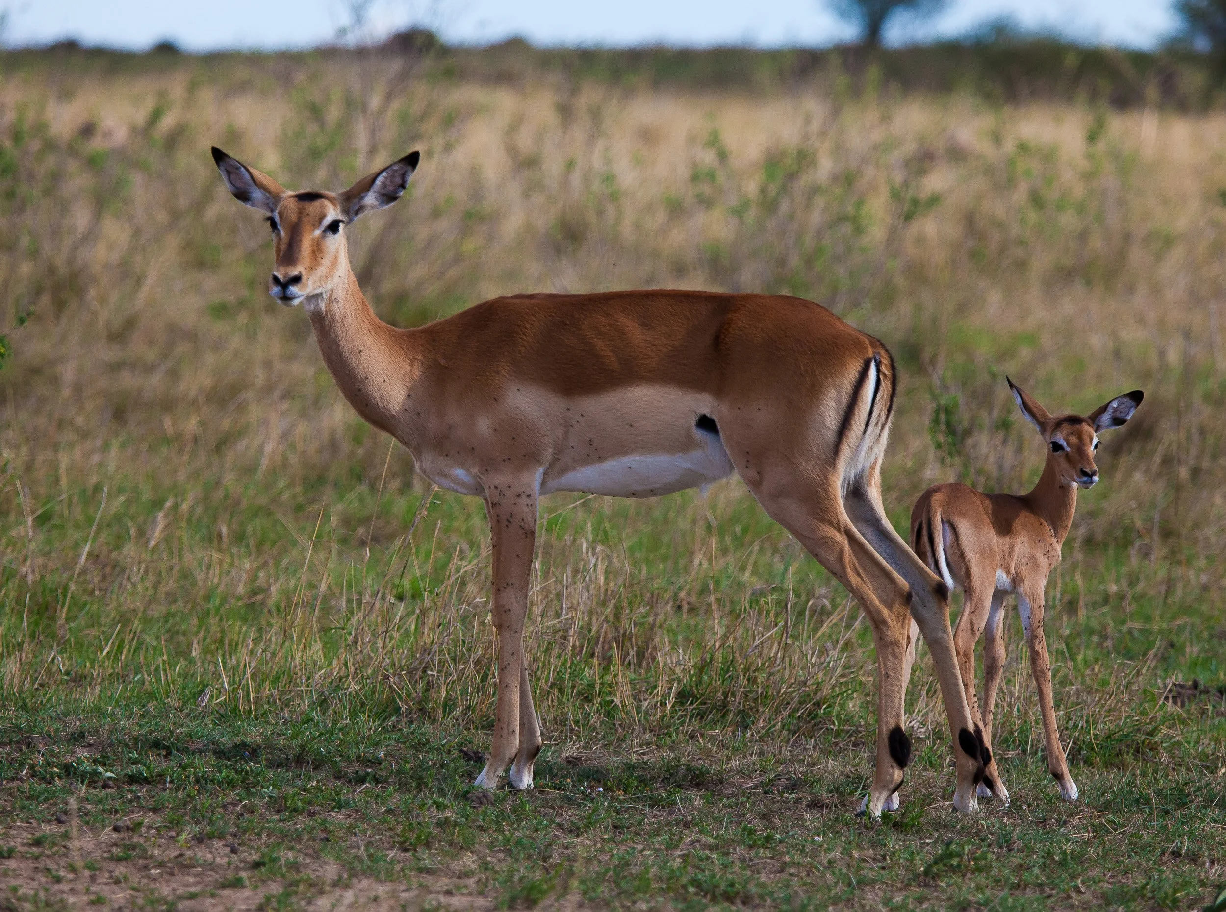Impala in Maasai Mara National Reserve, Kenya – elegant antelope standing alert with lyre-shaped horns.