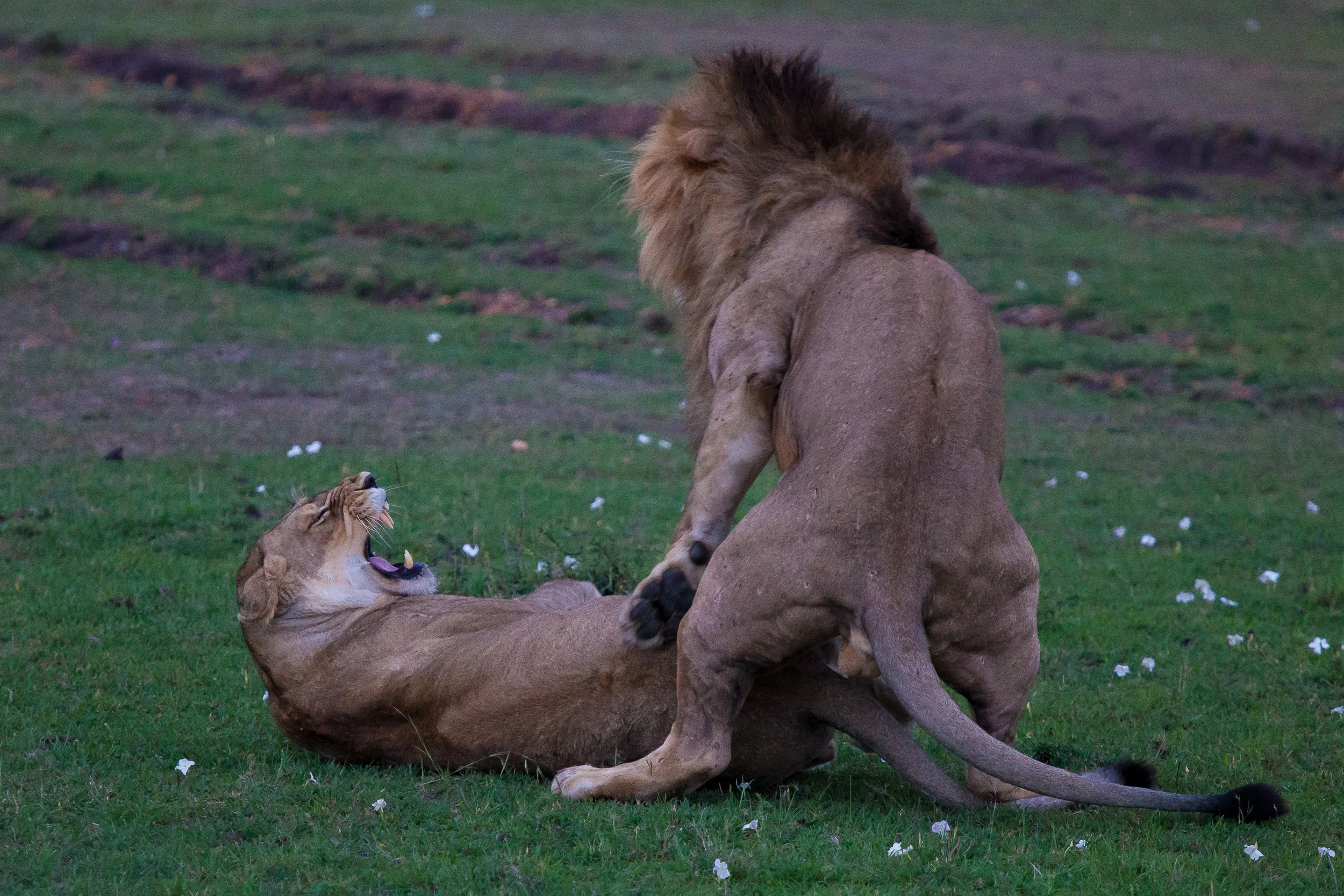 Lions in Maasai Mara National Reserve, Kenya.