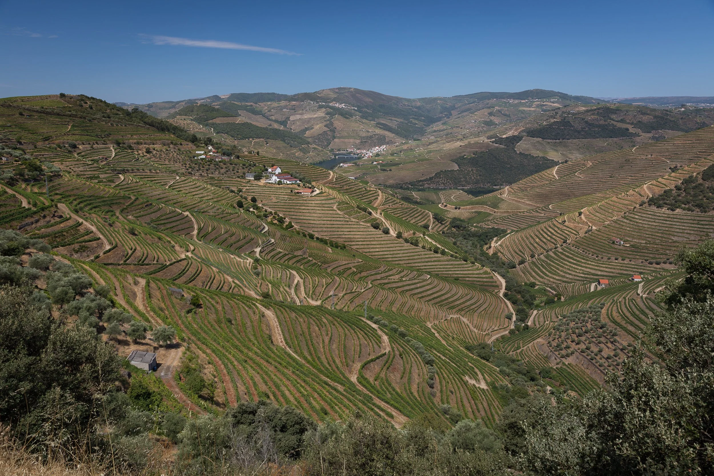 A wide Douro Valley panorama, with the river cutting through patterned vineyard terraces and olive groves on both sides.