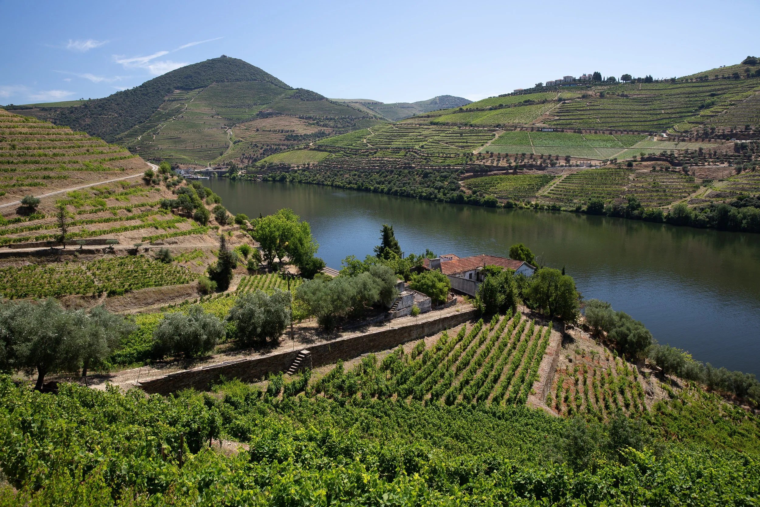 Vineyards and olive trees descend towards the Douro River, with terraced hills forming a quiet pattern across the valley.