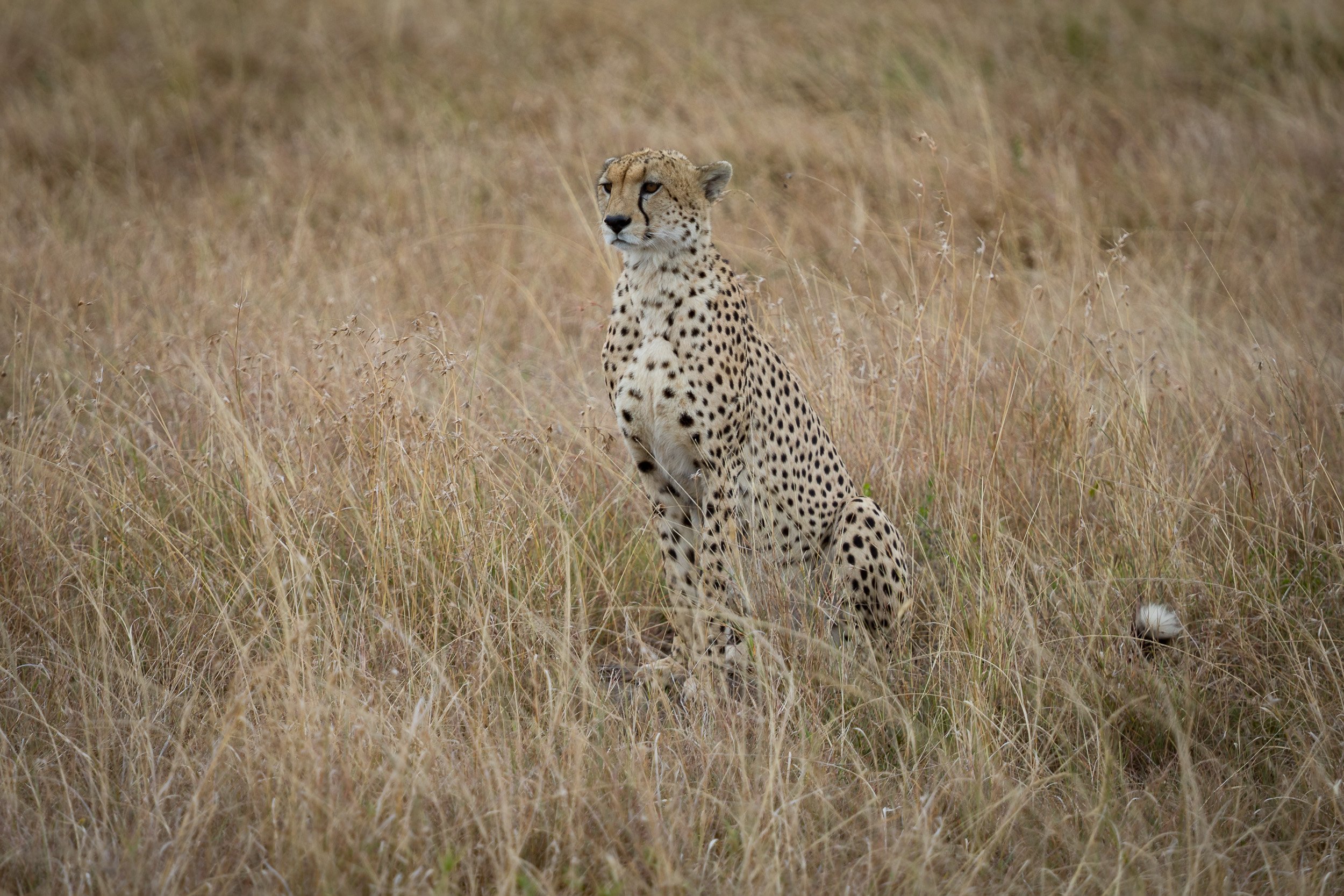 Cheetah in Maasai Mara National Reserve, Kenya – sleek big cats scanning the plains for prey in soft afternoon light.