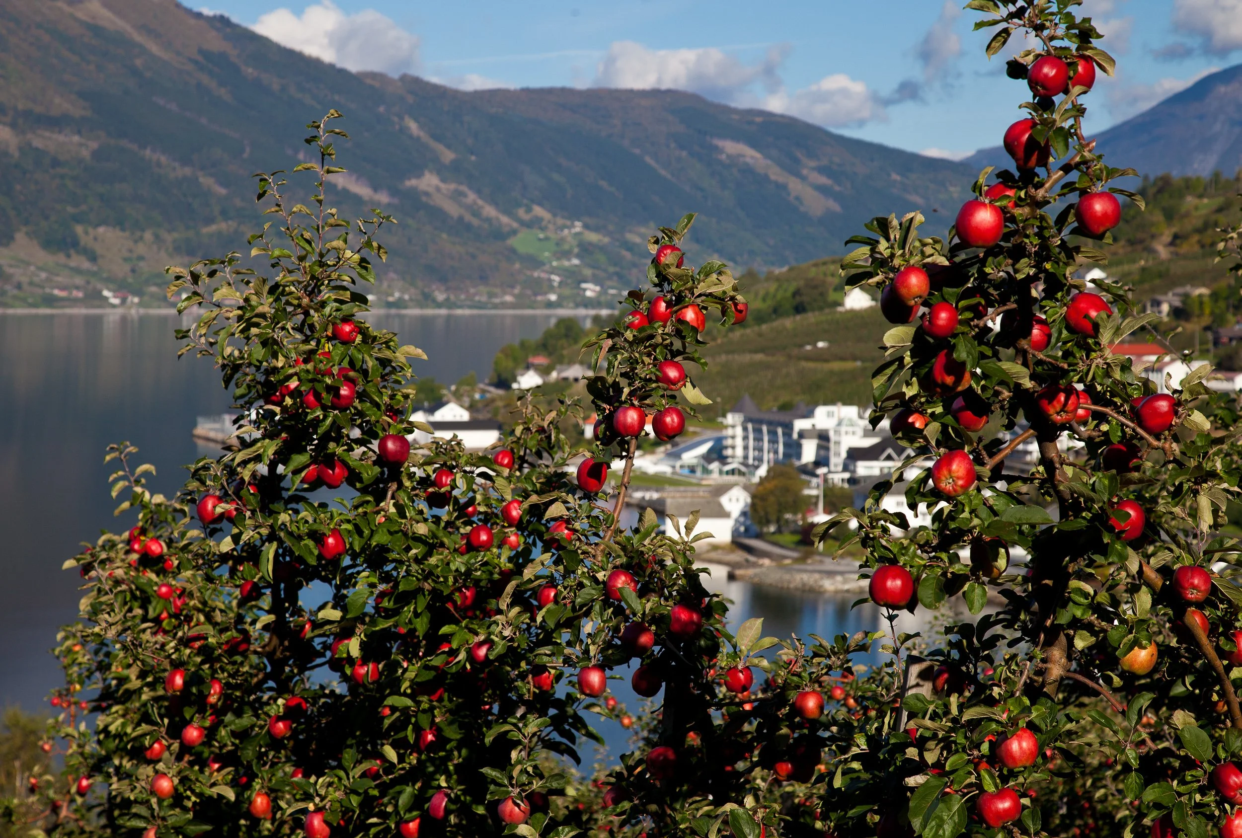 Apple trees above Lofthus, with Hotel Ullensvang and the Hardangerfjord in the background.