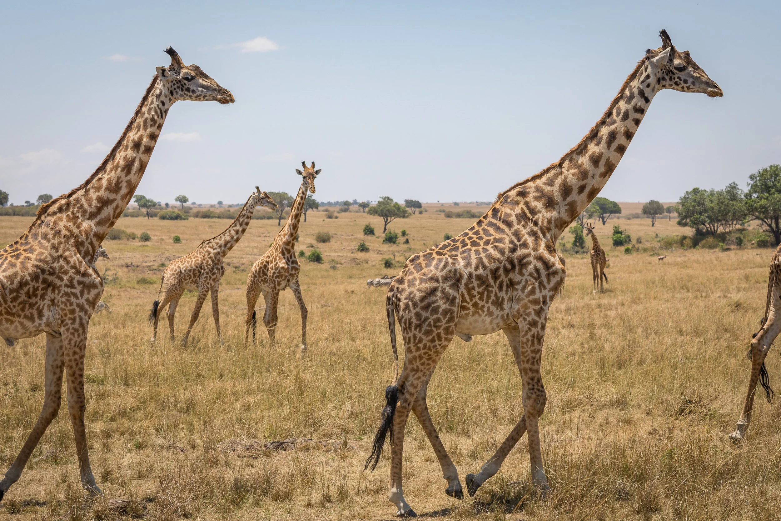 Giraffe in Maasai Mara National Reserve, Kenya – gentle giant framed against distant hills and scattered acacias.