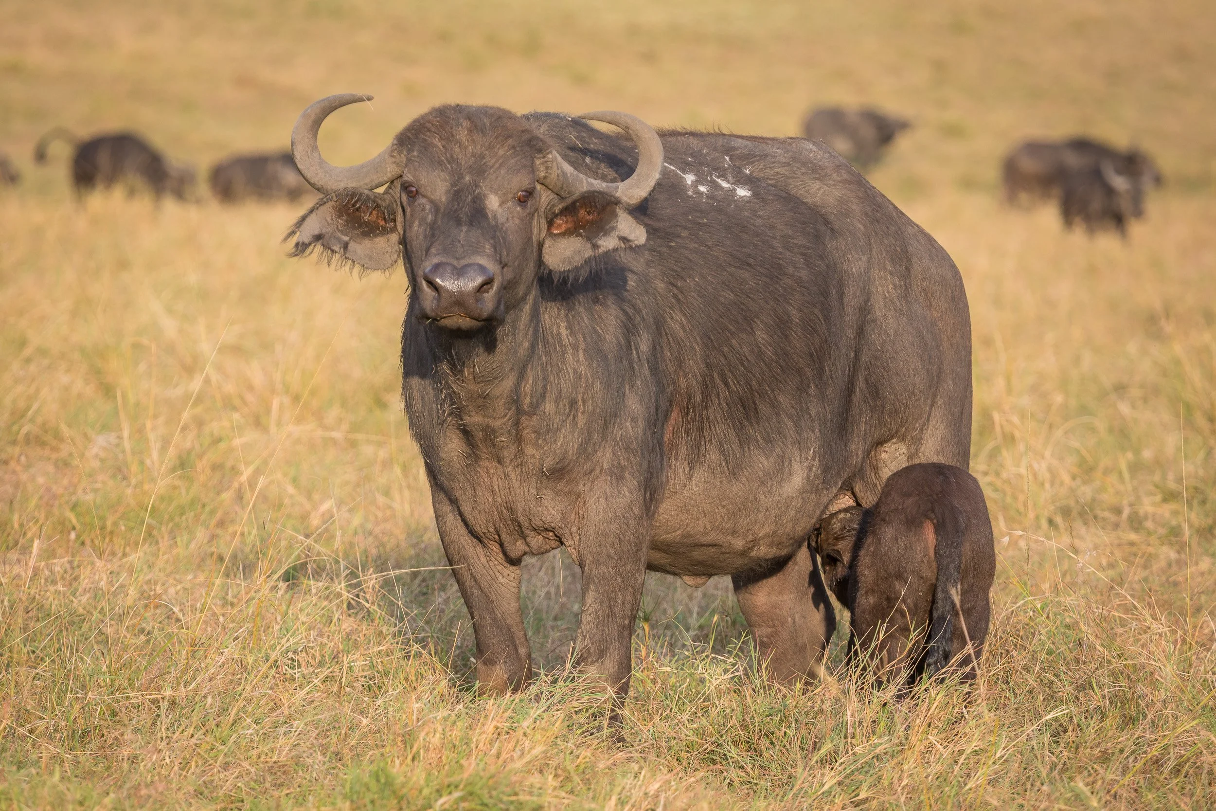 Buffalo in Maasai Mara National Reserve, Kenya – powerful African buffalo standing alert on the grassy savanna.