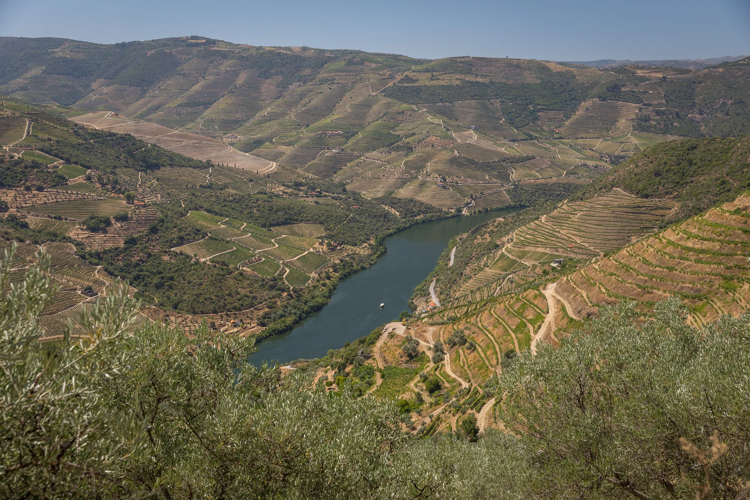 The Douro River curves between steep vineyard slopes, seen from a high viewpoint with olive branches framing the foreground.