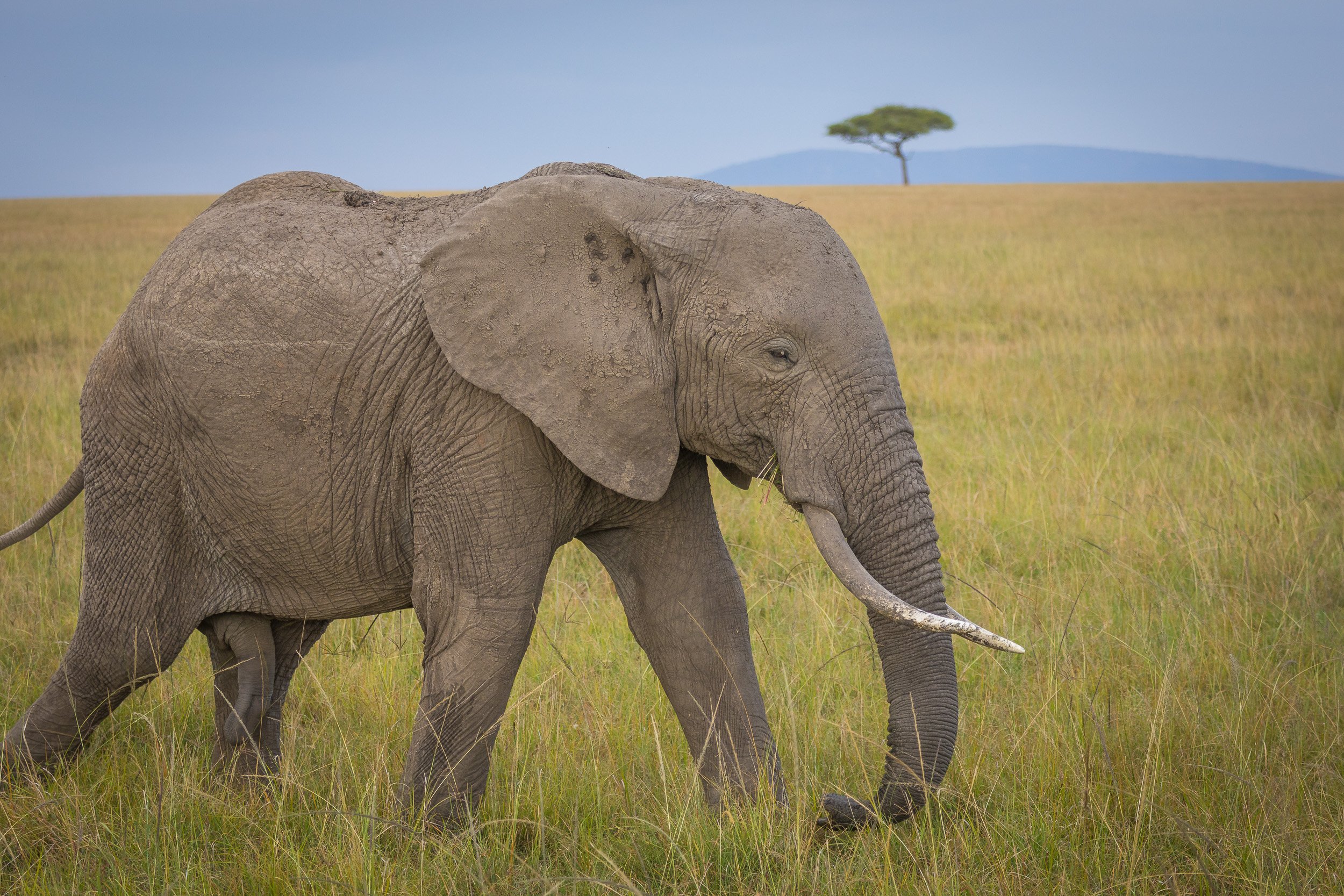 Elephant in Maasai Mara National Reserve, Kenya – close-up view showing wrinkled skin, tusks and expressive eyes.