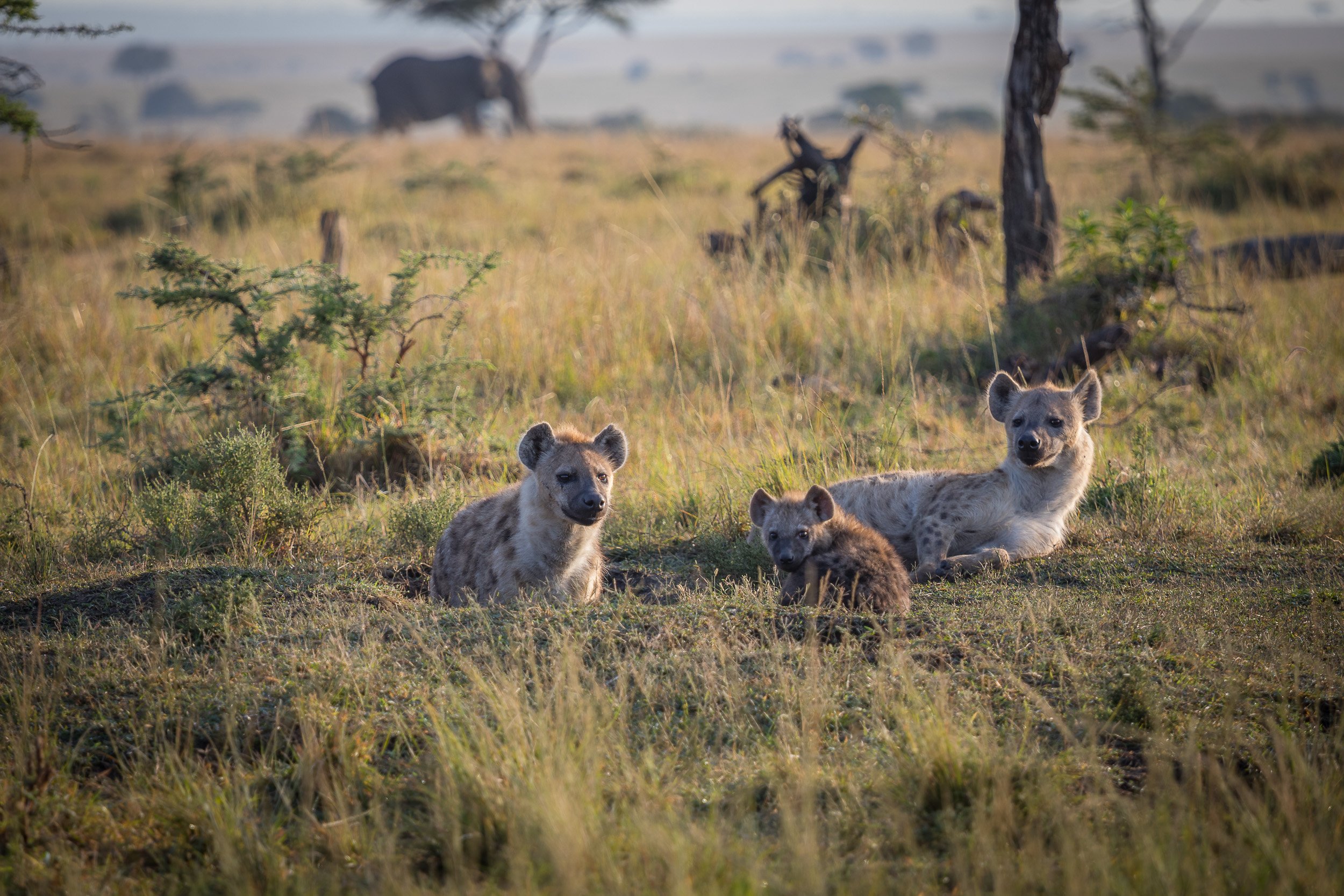 Spotted hyena in Maasai Mara National Reserve, Kenya – in the early morning light.