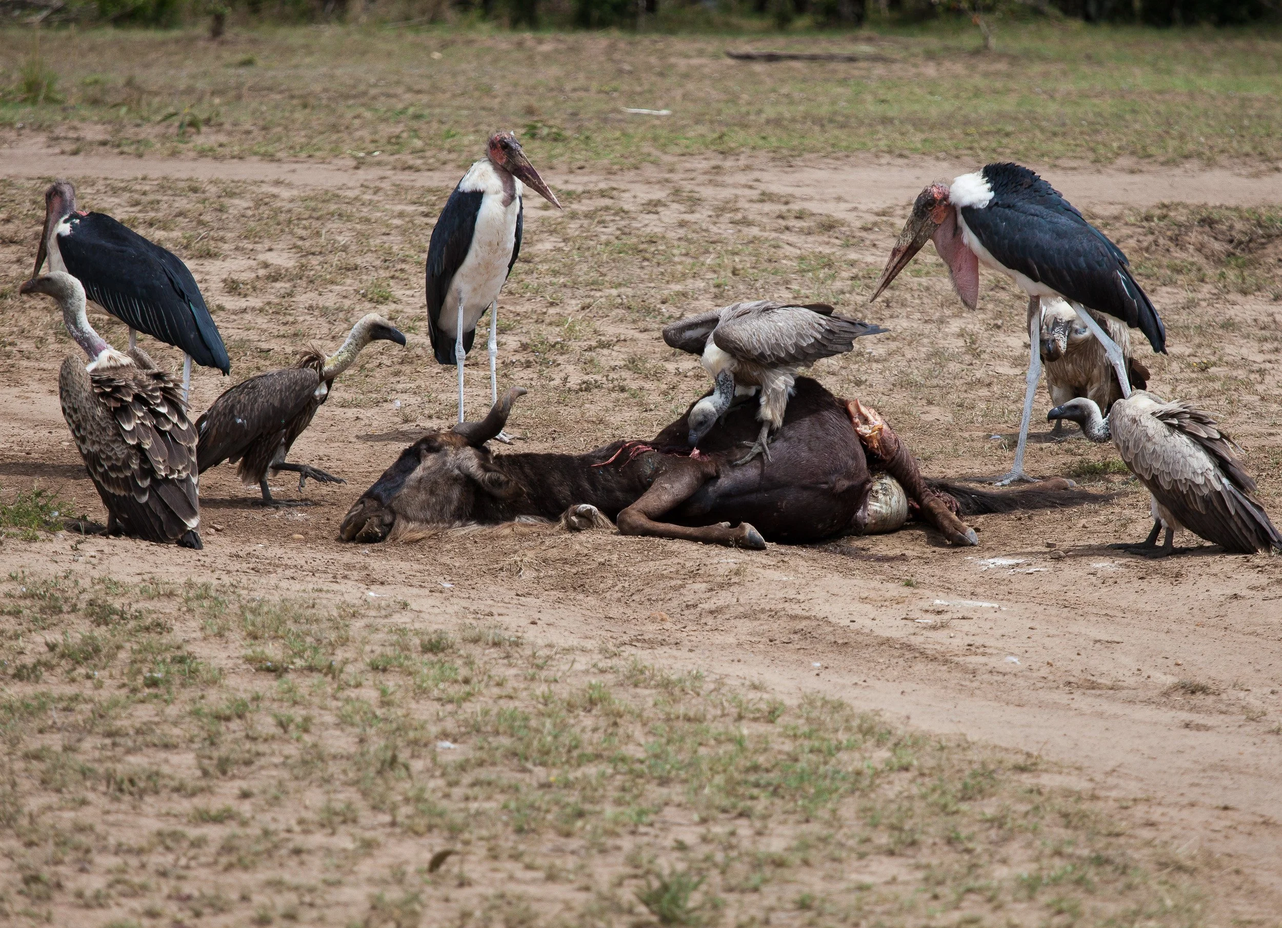 Maasai Mara
