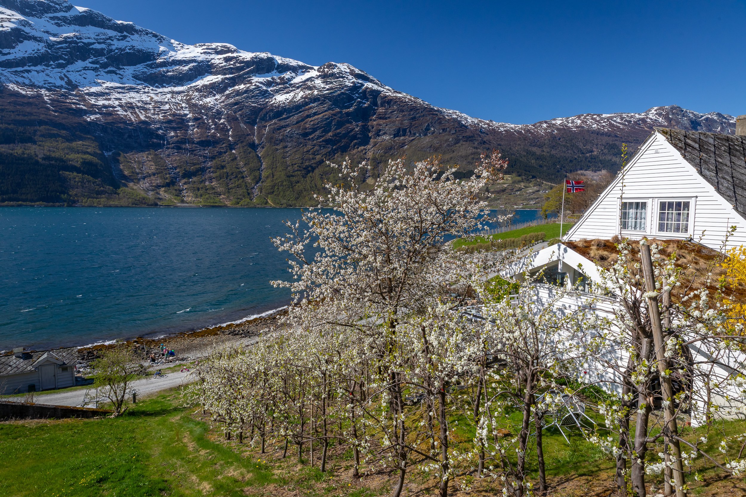 A white farmhouse above the Hardangerfjord, with fruit blossom, a Norwegian flag and steep mountains across the water.