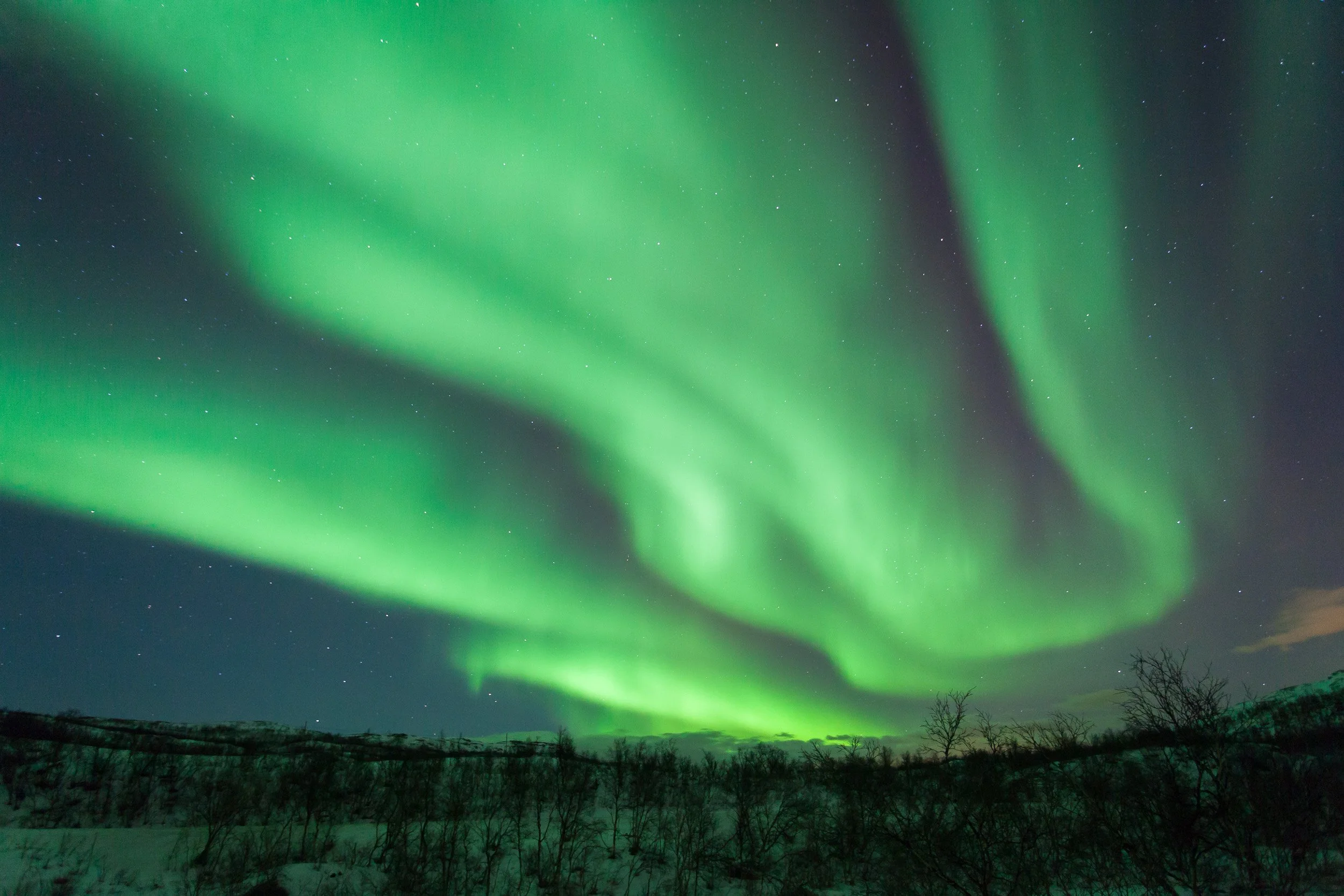 Wide bands of aurora borealis curve across the sky at Ringvassøya outside Tromsø, echoing the lines of the dark ridges and bare birch trees below.