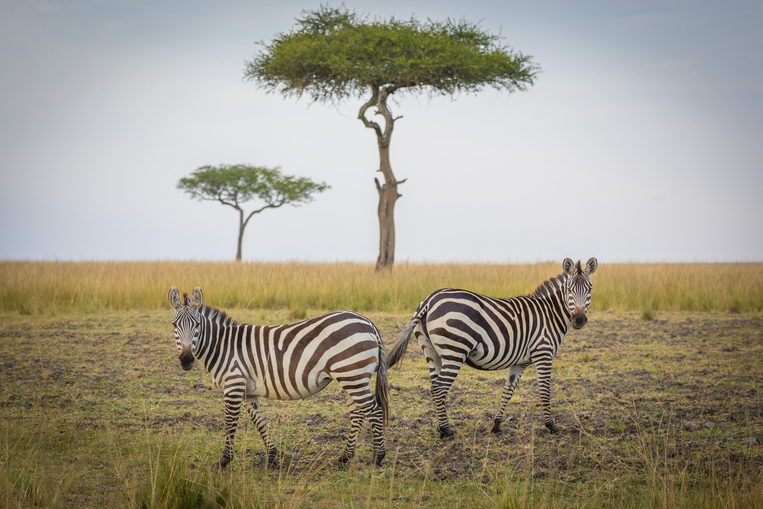 Zebra in Maasai Mara National Reserve, Kenya – small herd of zebras standing together, patterns overlapping in the grass.