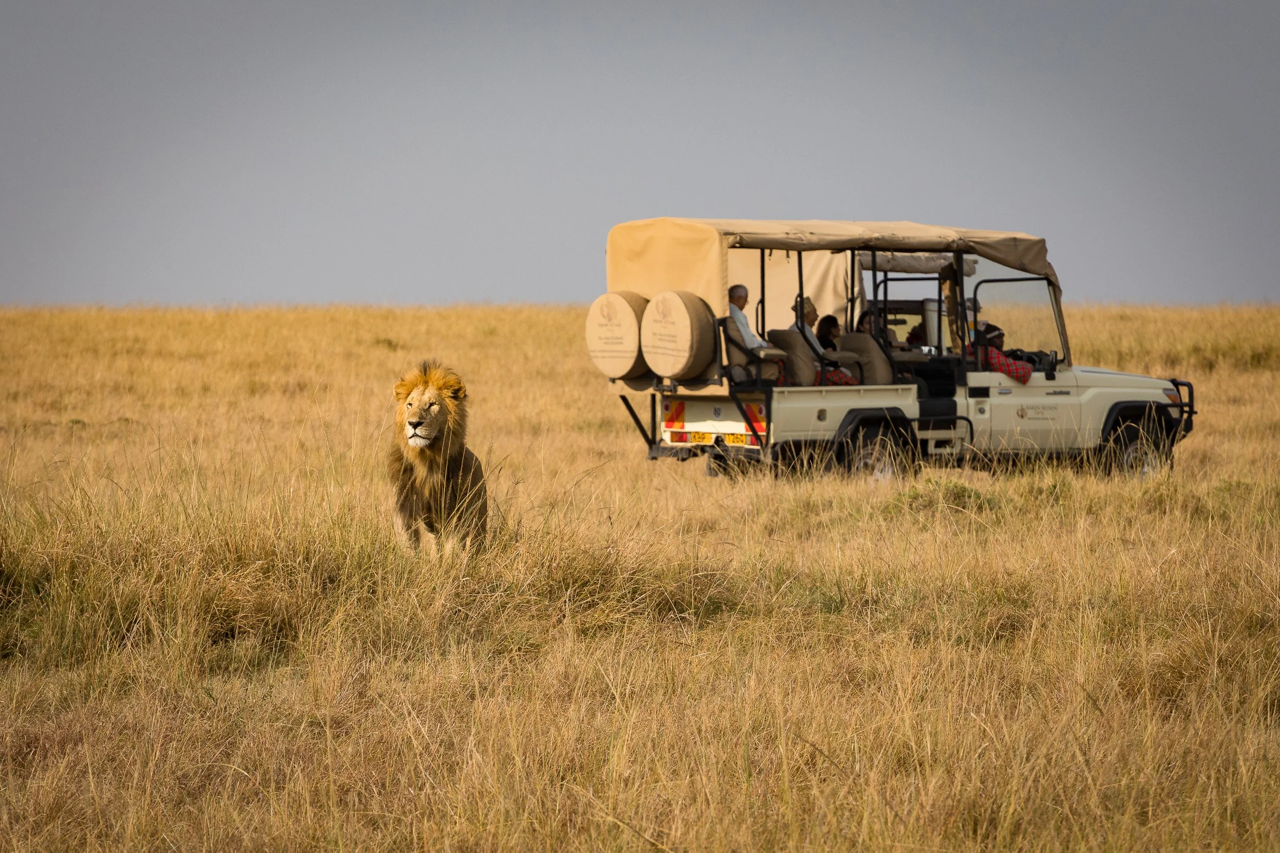 Lion in Maasai Mara National Reserve, Kenya – relaxed male lion standing in the grass, king of the savanna.