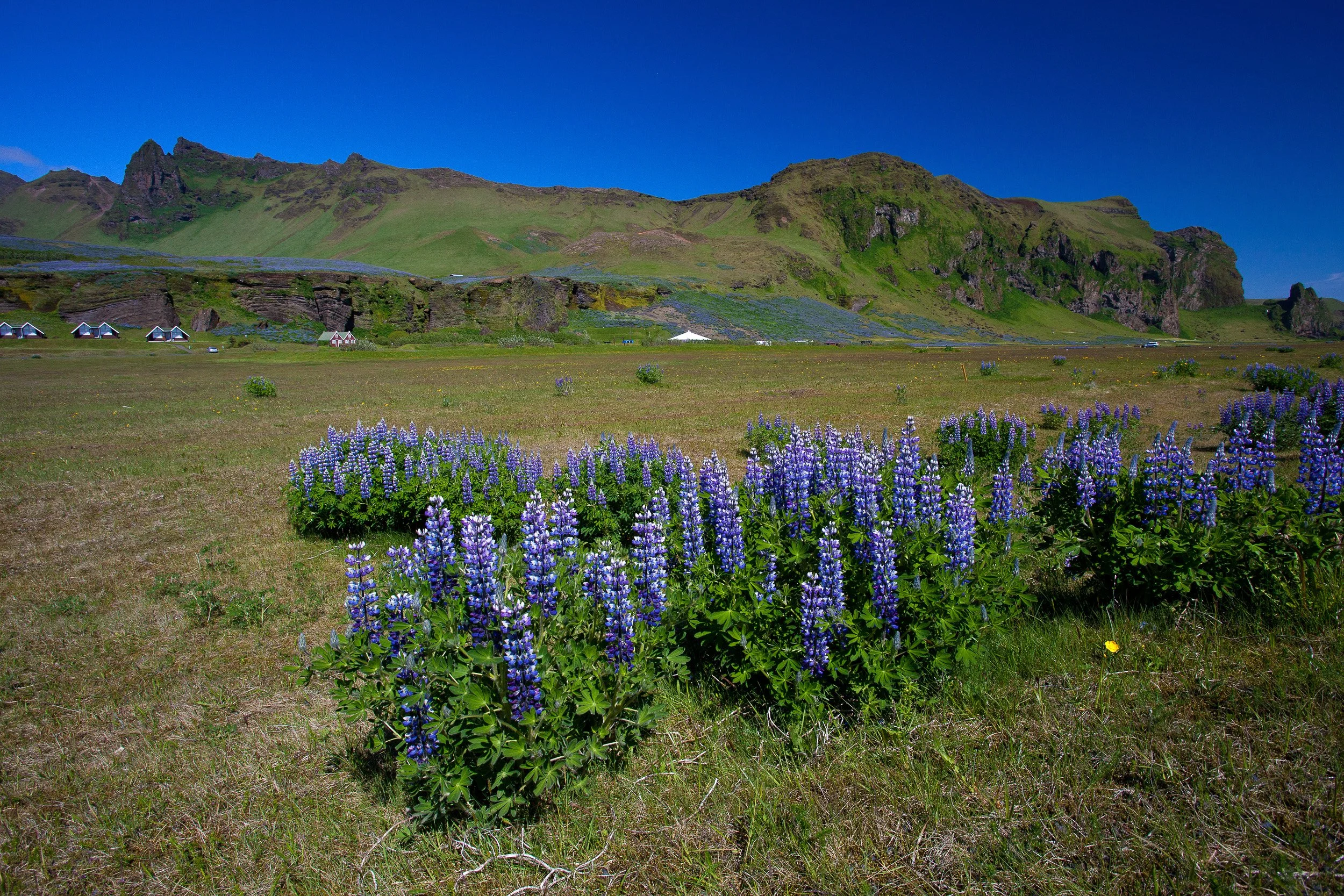 Purple lupins in the foreground and broad green hills beyond — a burst of summer colour under a deep, clear Icelandic sky.