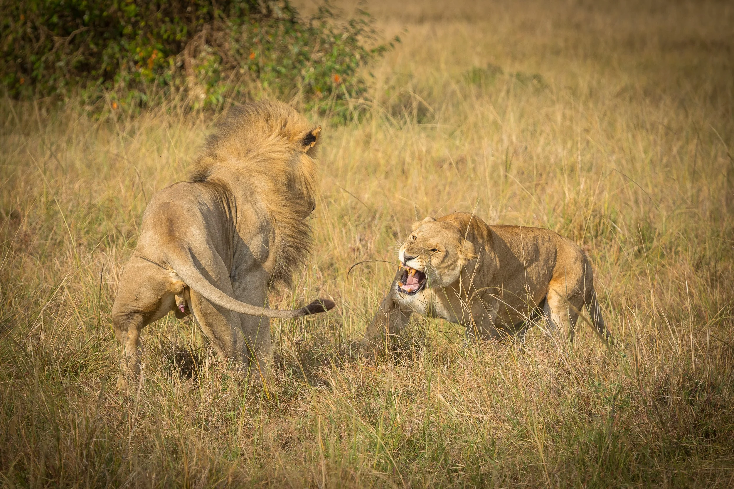 Lions in Maasai Mara National Reserve, Kenya – intimate close-up of lion faces showing whiskers, eyes and texture of fur.