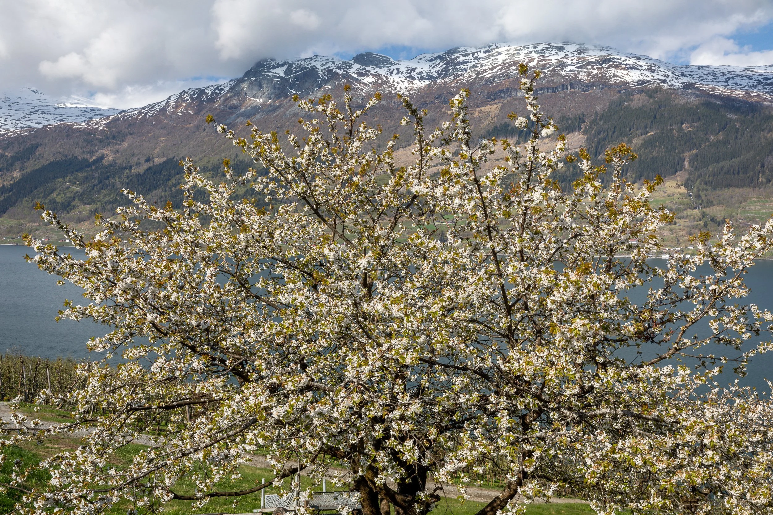 A mature fruit tree in bloom, set against fjord, orchards and snow-patched mountains in Hardanger.