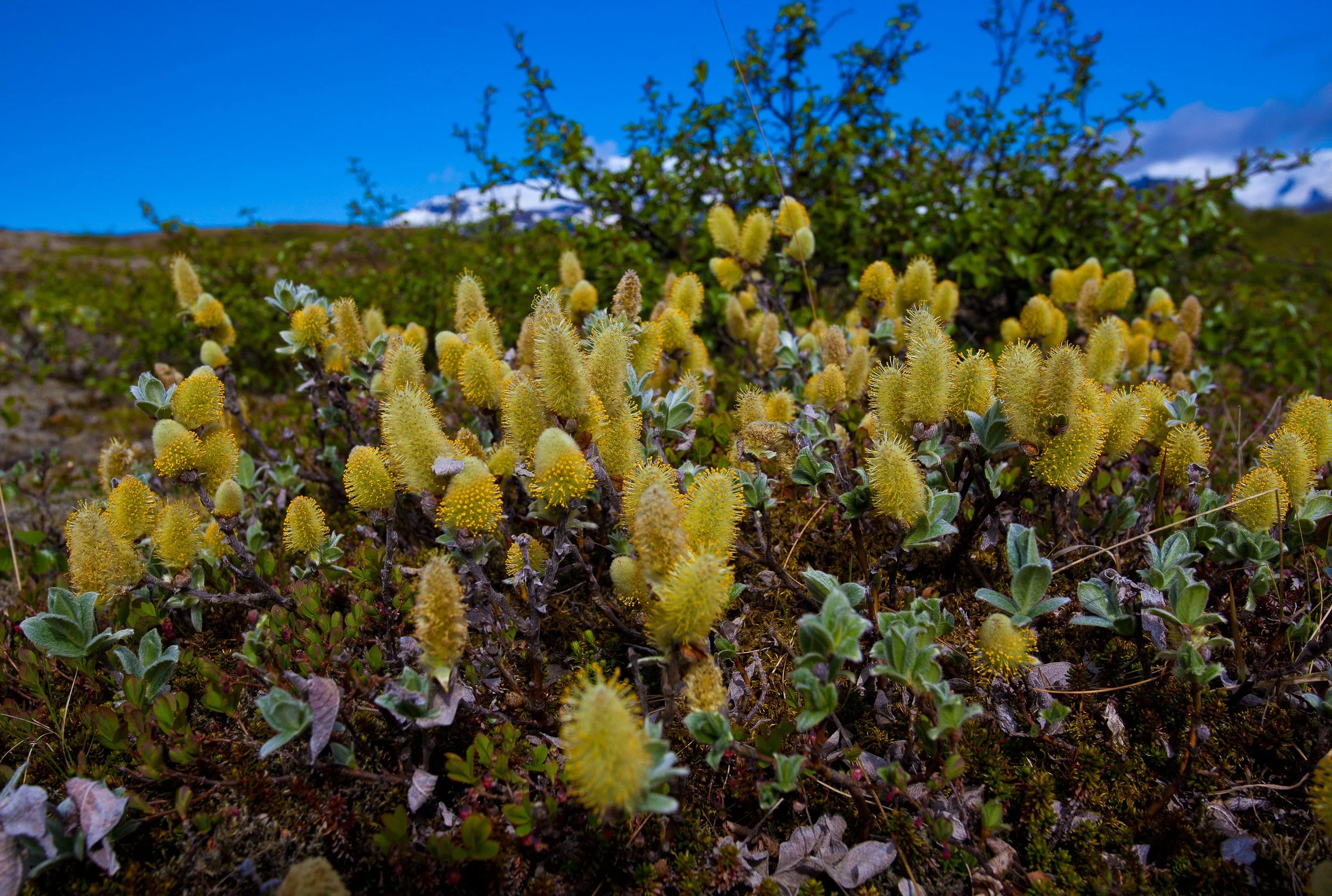 Soft yellow catkins of dwarf willow and low tundra plants, glowing in the foreground with snowy peaks blurred in the distance.