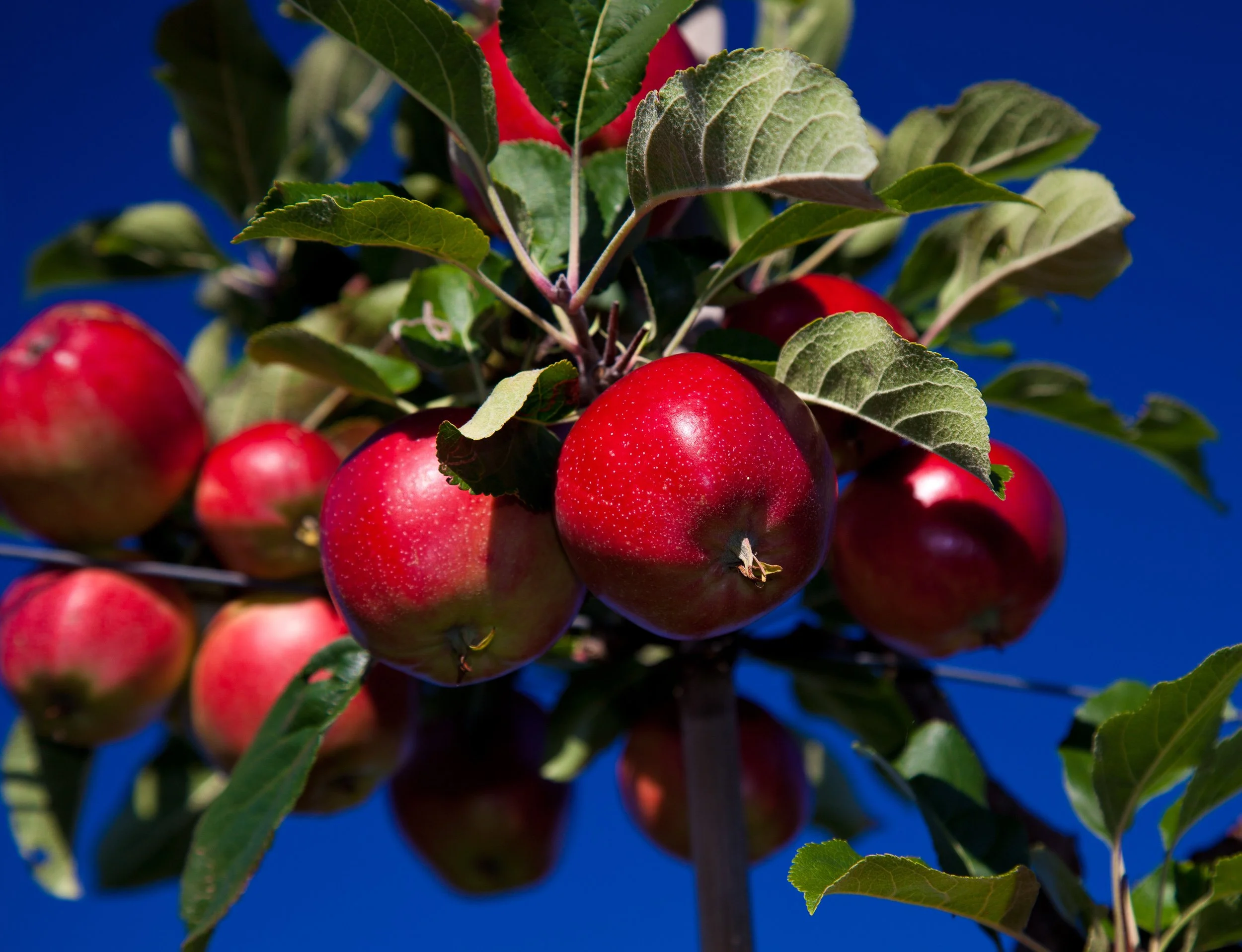 Ripe Hardanger apples in close detail against a clear autumn sky.