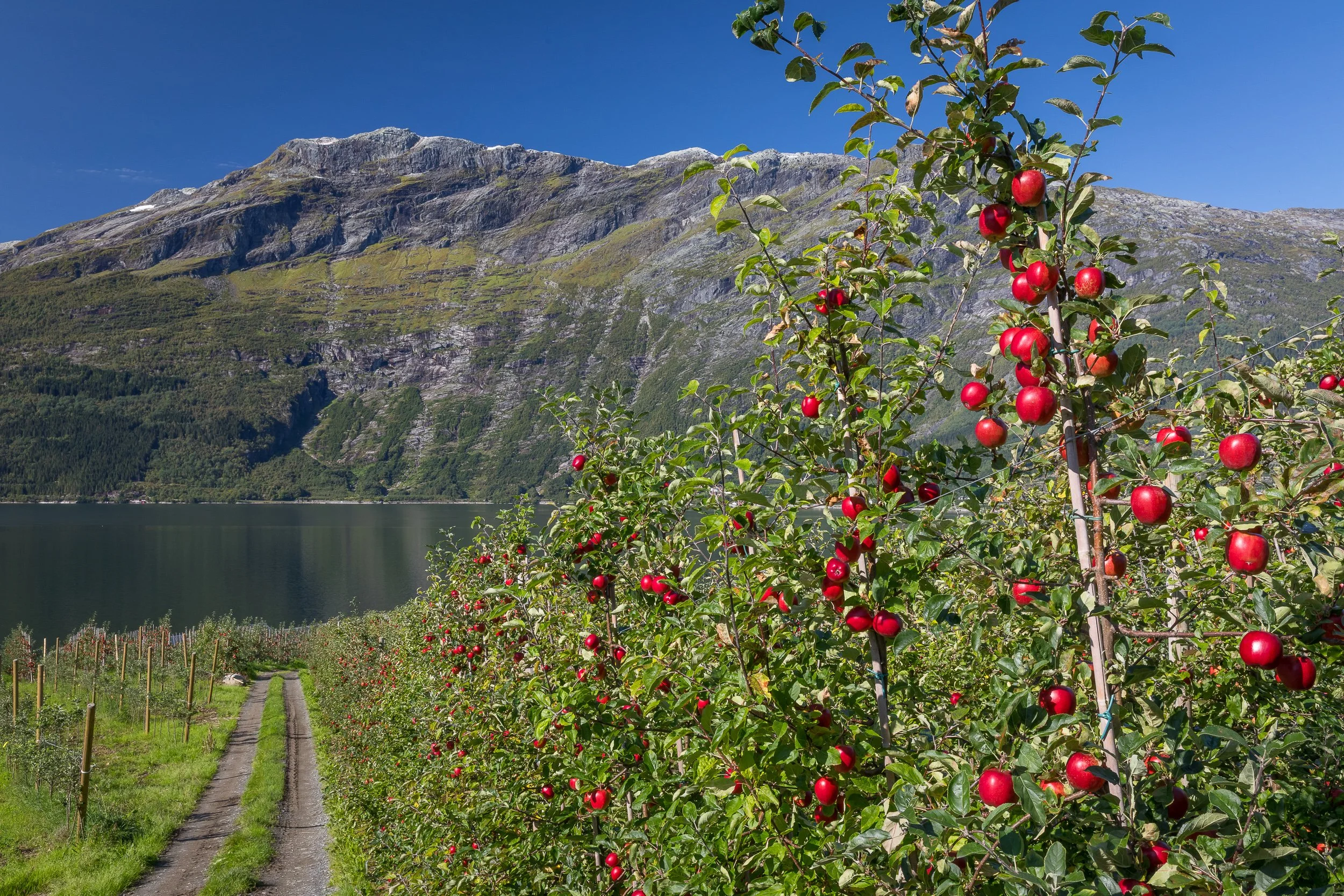 Late-season apples in a Hardanger orchard, with the fjord and steep mountains beyond the rows.