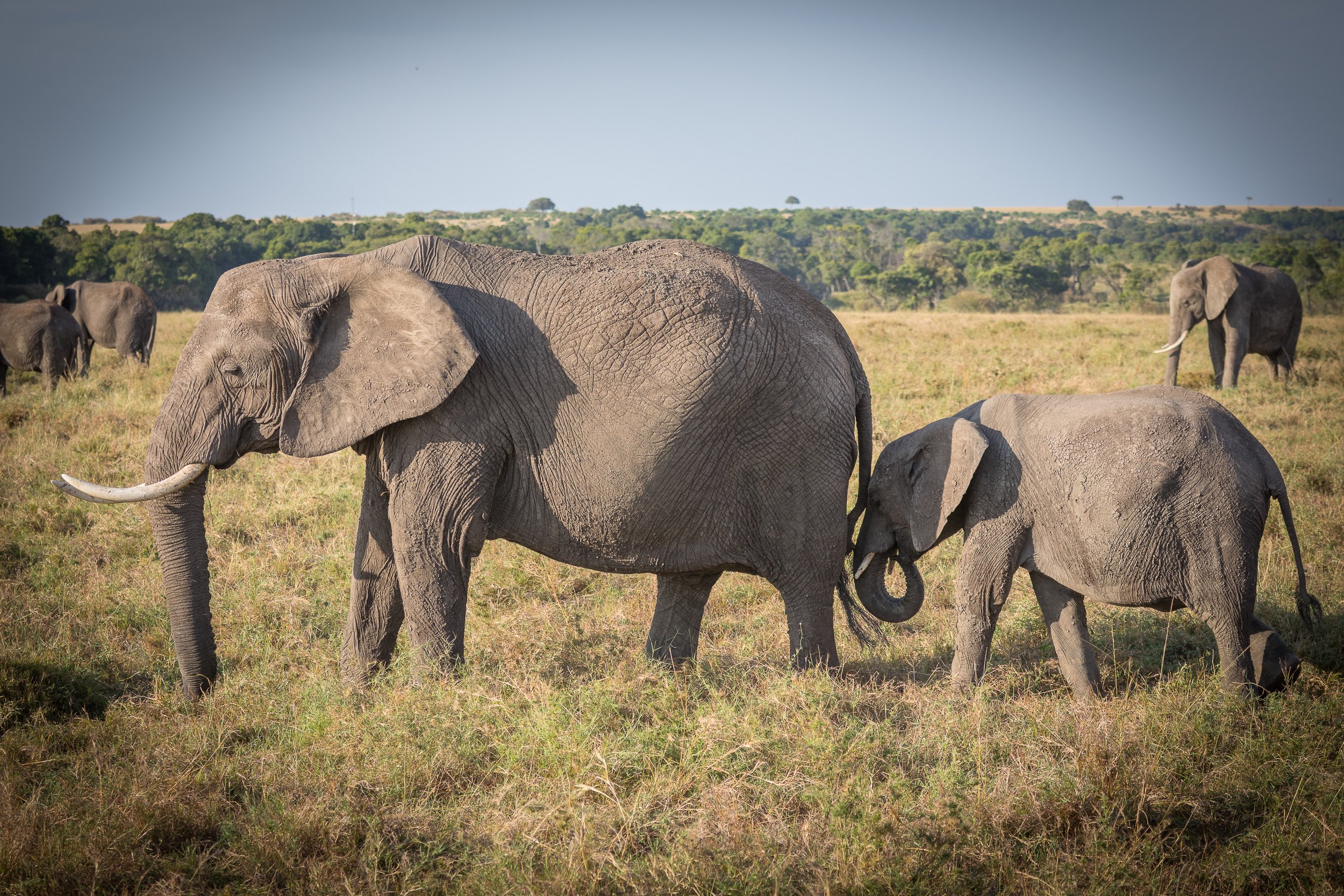 Elephants in Maasai Mara National Reserve