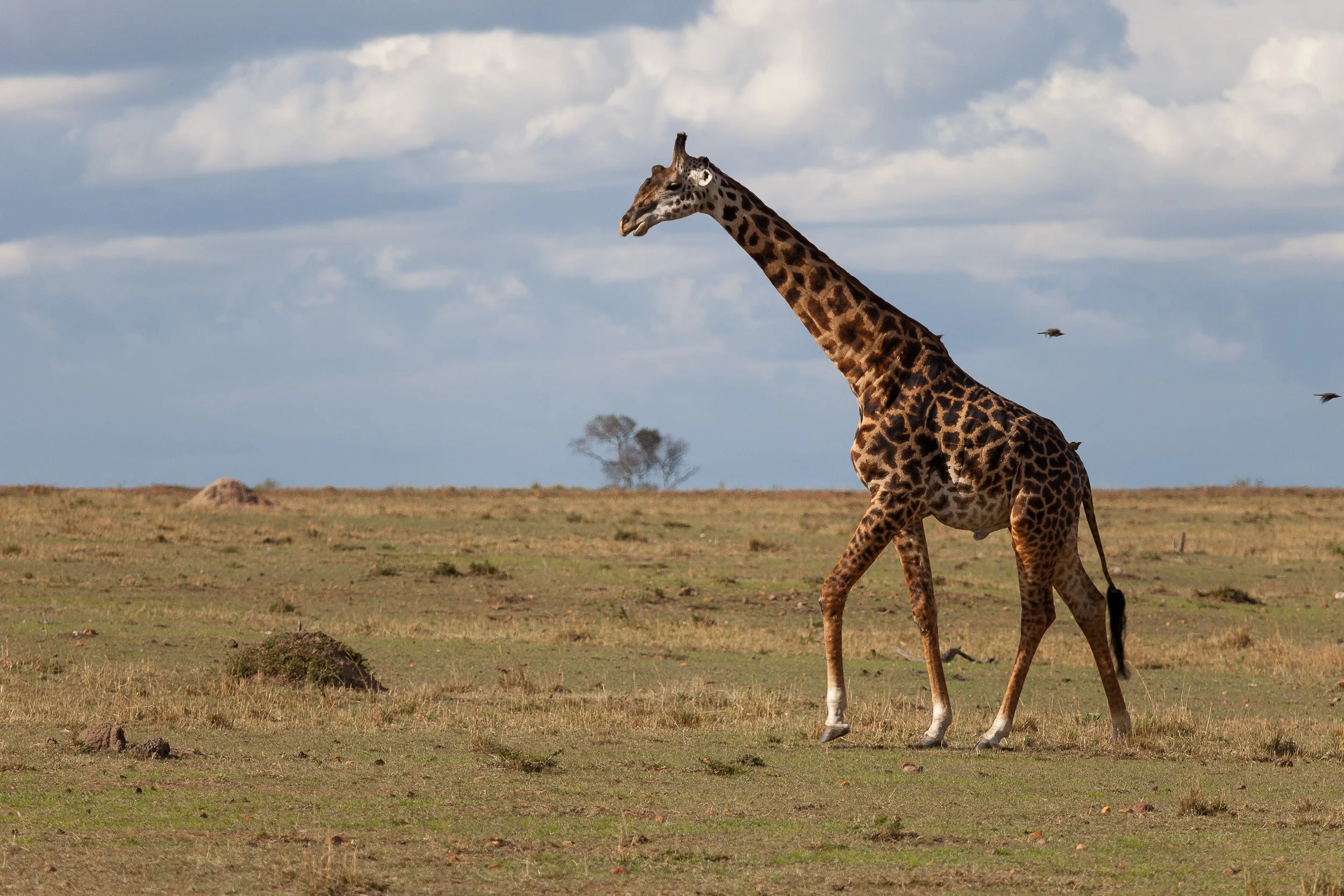 Giraffe in Maasai Mara National Reserve, Kenya – tall silhouette browsing from an acacia tree on the open plain.