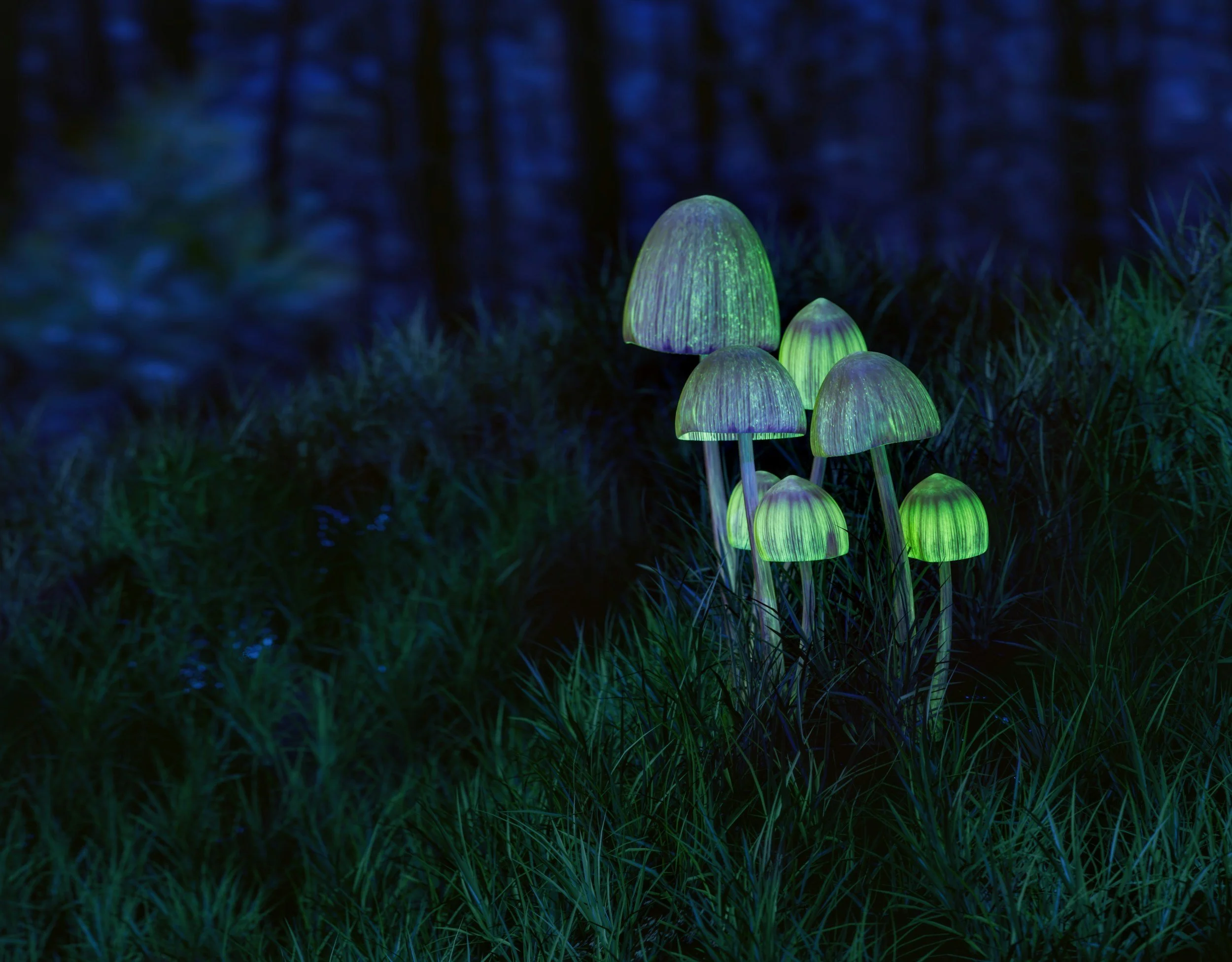 photo credit - Igor Omilaev - bioluminescent mushrooms also known as foxfire