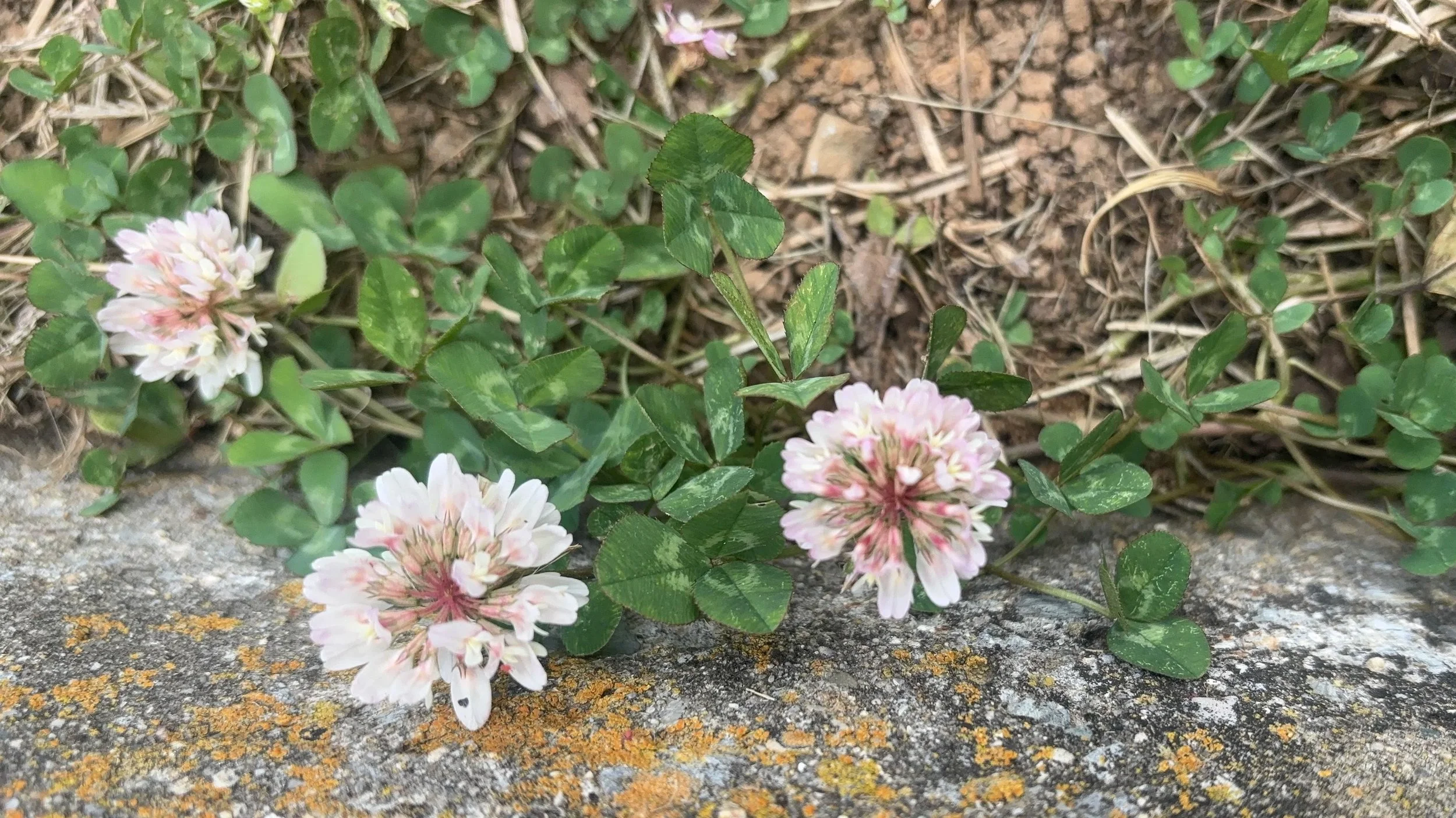 Plant Profile: White Clover