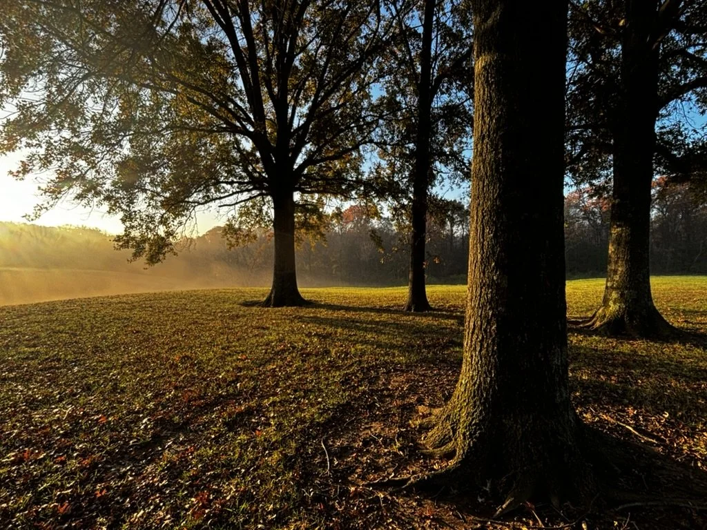 oak trees at sunrise with mist over hills