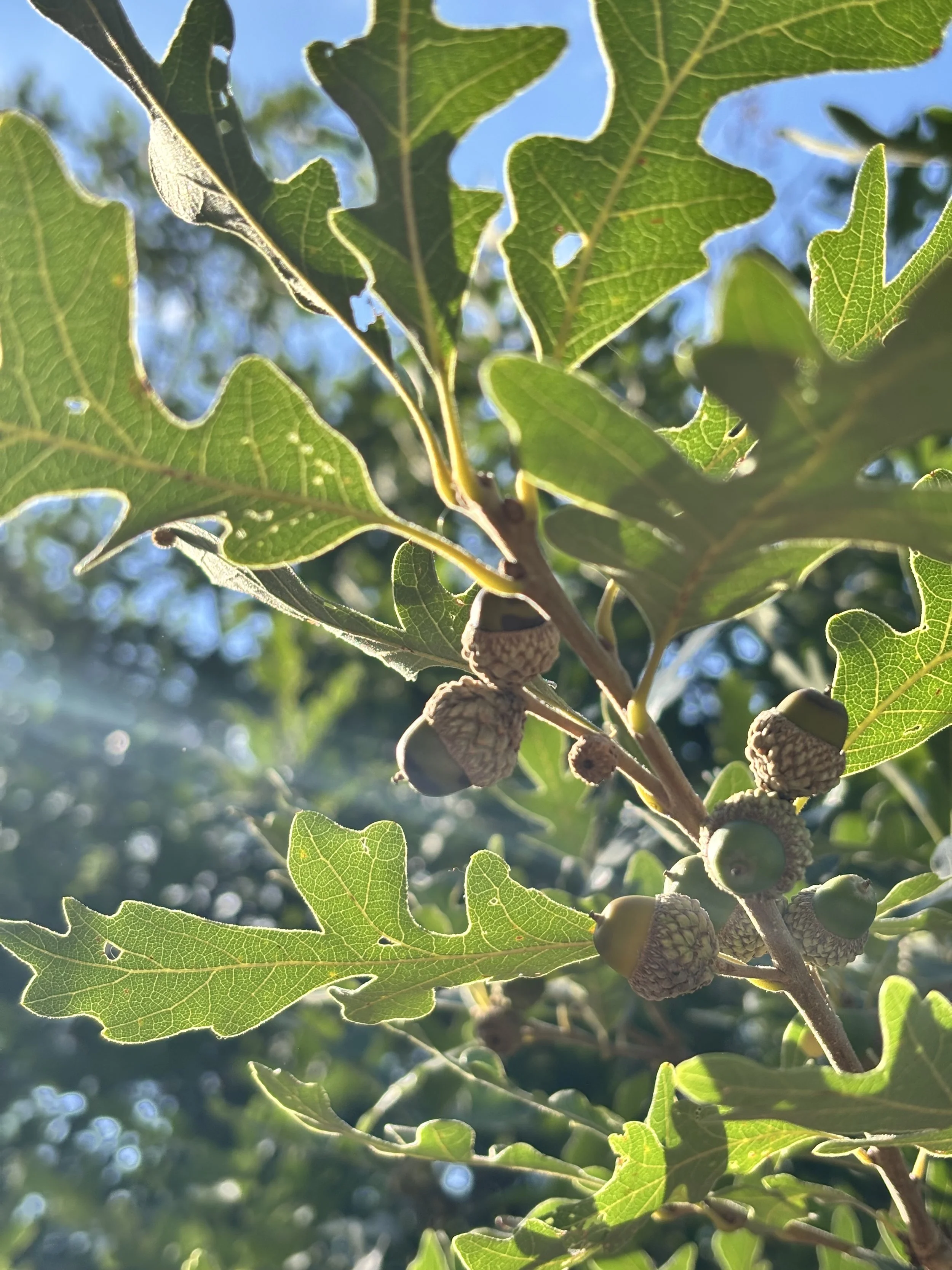 Nature Education Workshops