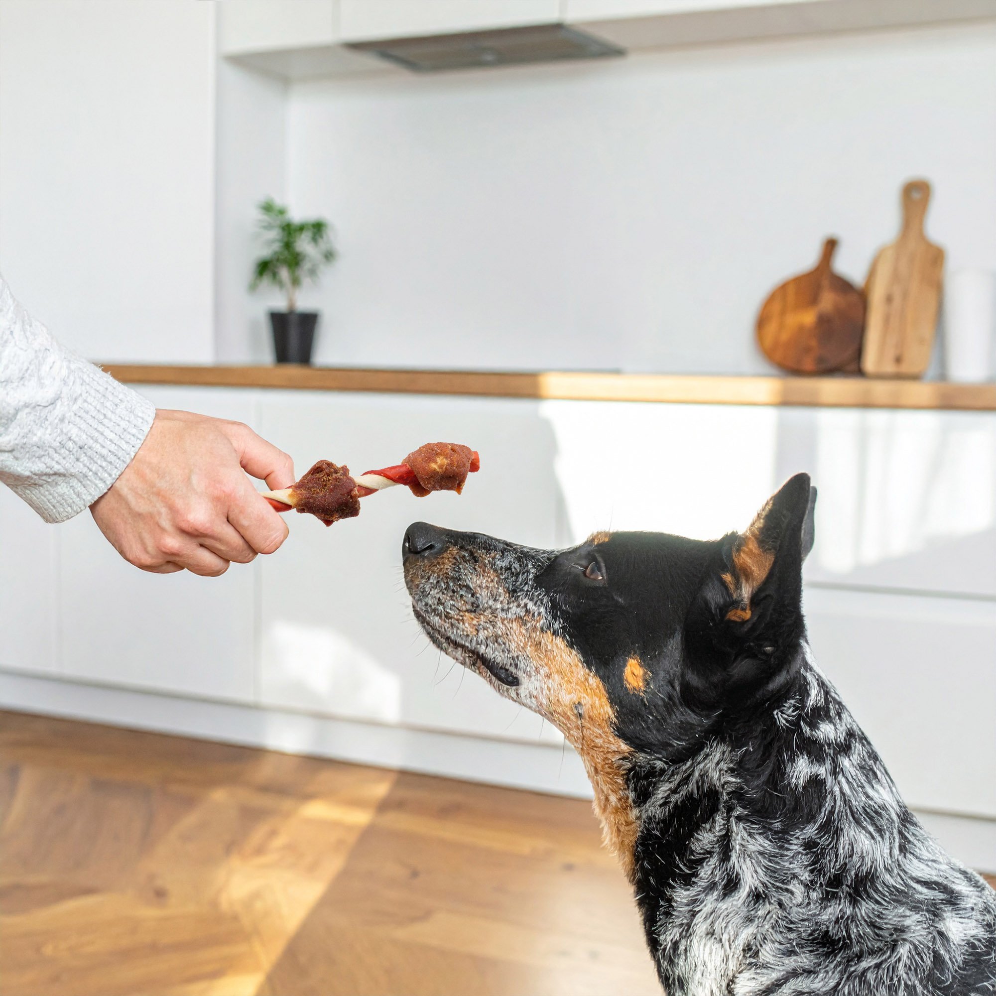 A dog looks attentively at a hand holding a dog treat on a stick, inside a modern kitchen.