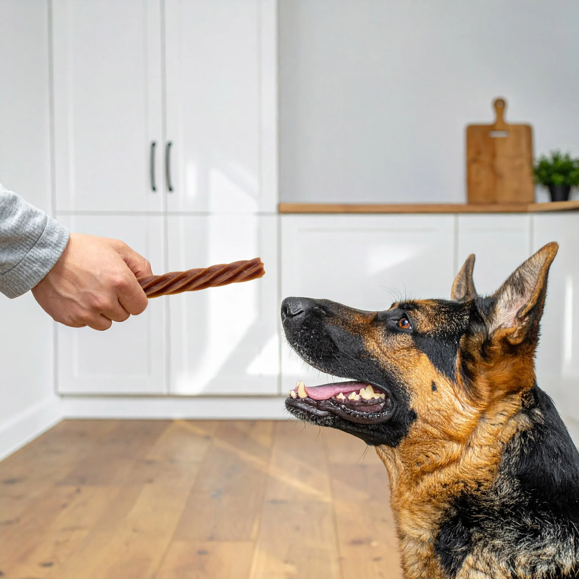 A person holding a brown chew stick in front of a German Shepherd dog indoor, dog looking at the stick eagerly.