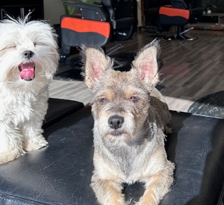 Two small dogs relaxing inside a Chicago barbershop, sitting on a
bench near the barber chairs and adding to the shop’s friendly
atmosphere