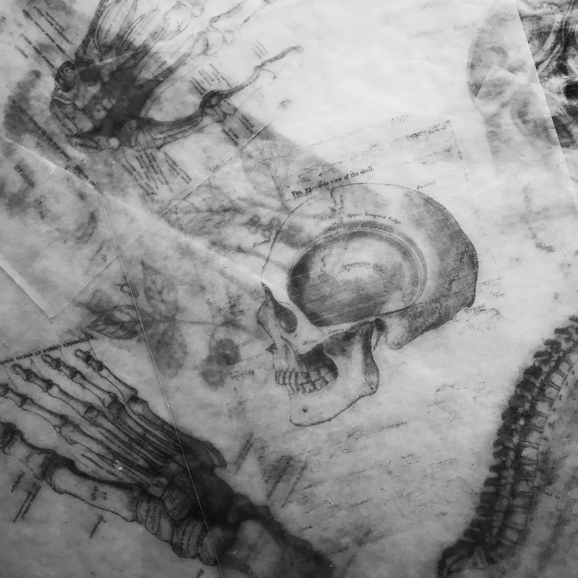 Black and white drawings of human anatomy, including a skull, brain, spine, and foot, layered over each other.