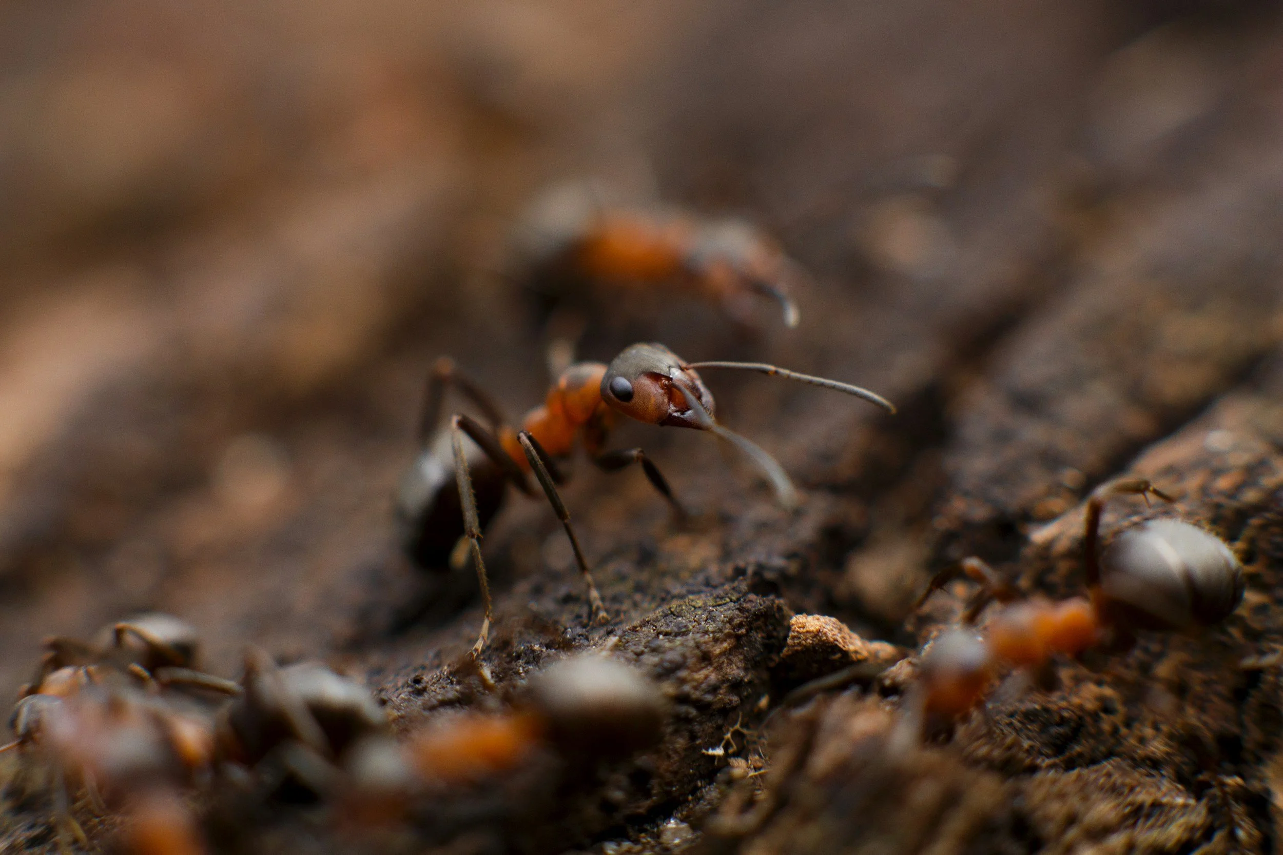 Close-up of small insects, likely ants or termites, on a piece of bark or wood surface.