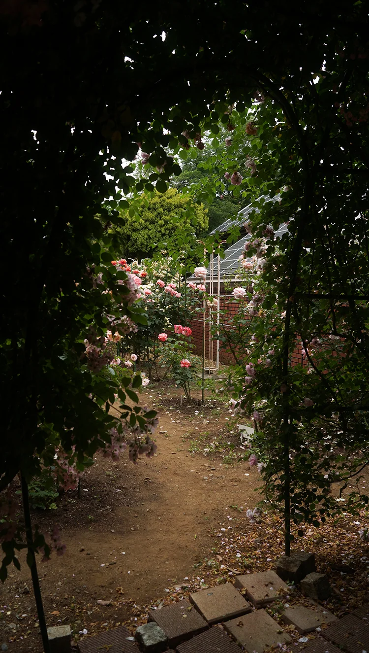 Dohorose8.jpg