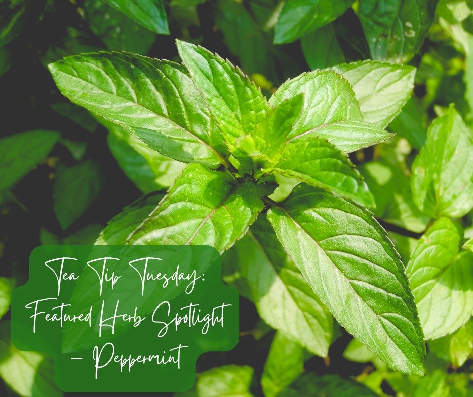 🌿 Tea Tip Tuesday: Did You Know? &ndash; Peppermint

Did you know? 🌱 Peppermint tea isn&rsquo;t just refreshing&mdash;it can help soothe digestion and boost mental clarity!

☕ Sip a warm cup after lunch and enjoy a natural, calming pick-me-up for y