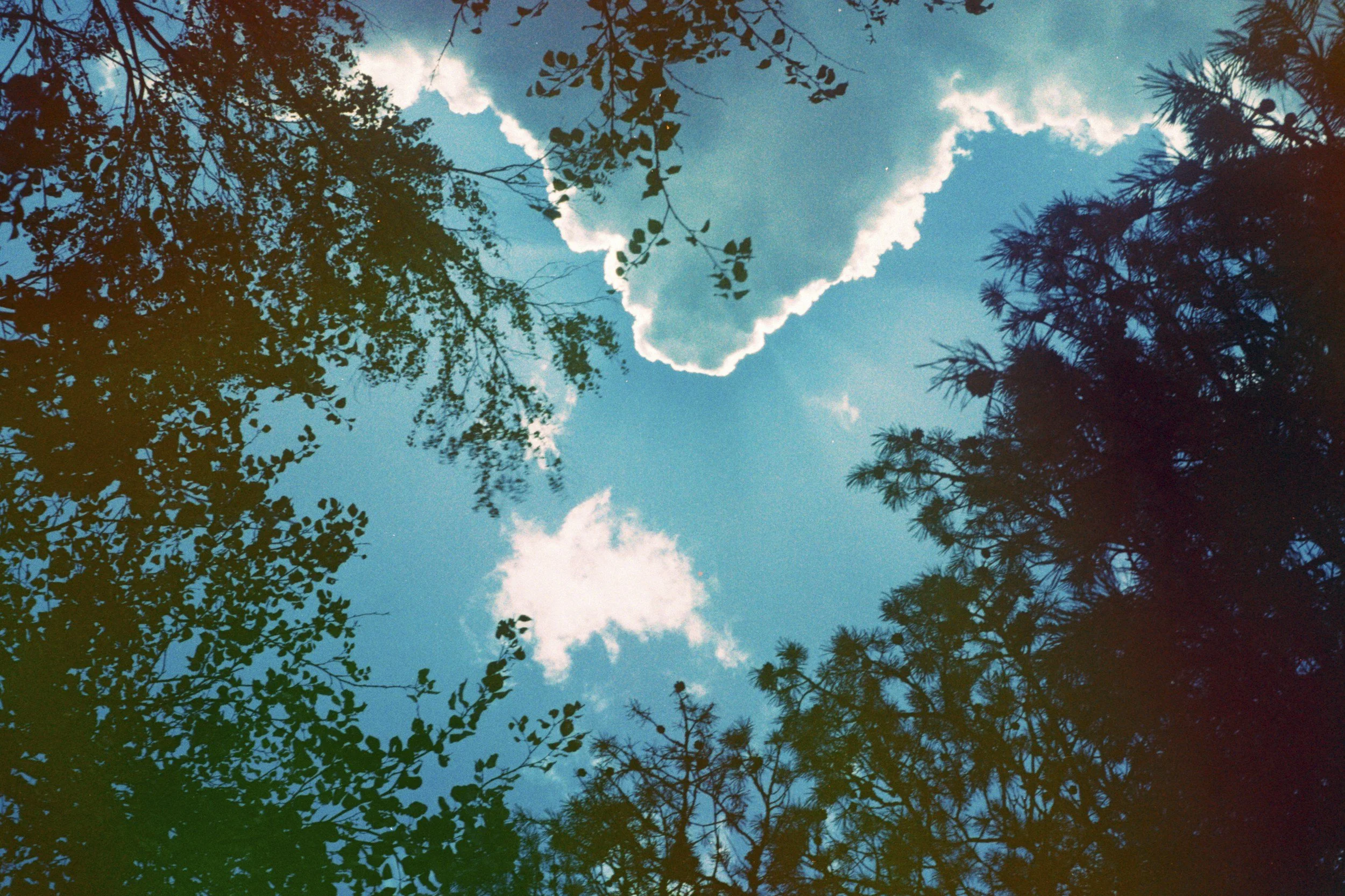 View of the sky through trees with clouds and smoke or steam plume in the distance.