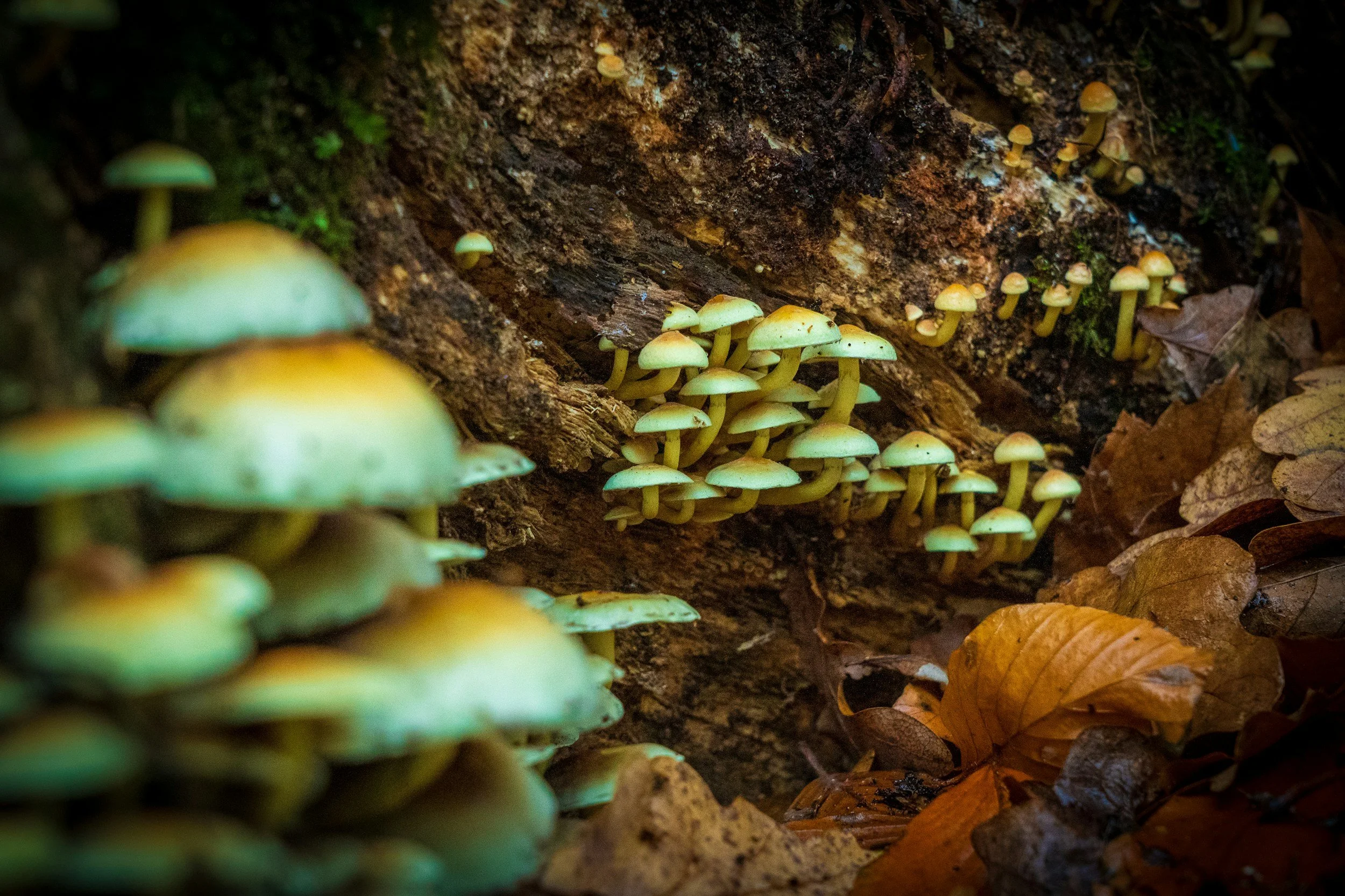 Cluster of small yellow mushrooms growing on a decaying log surrounded by fallen brown leaves.