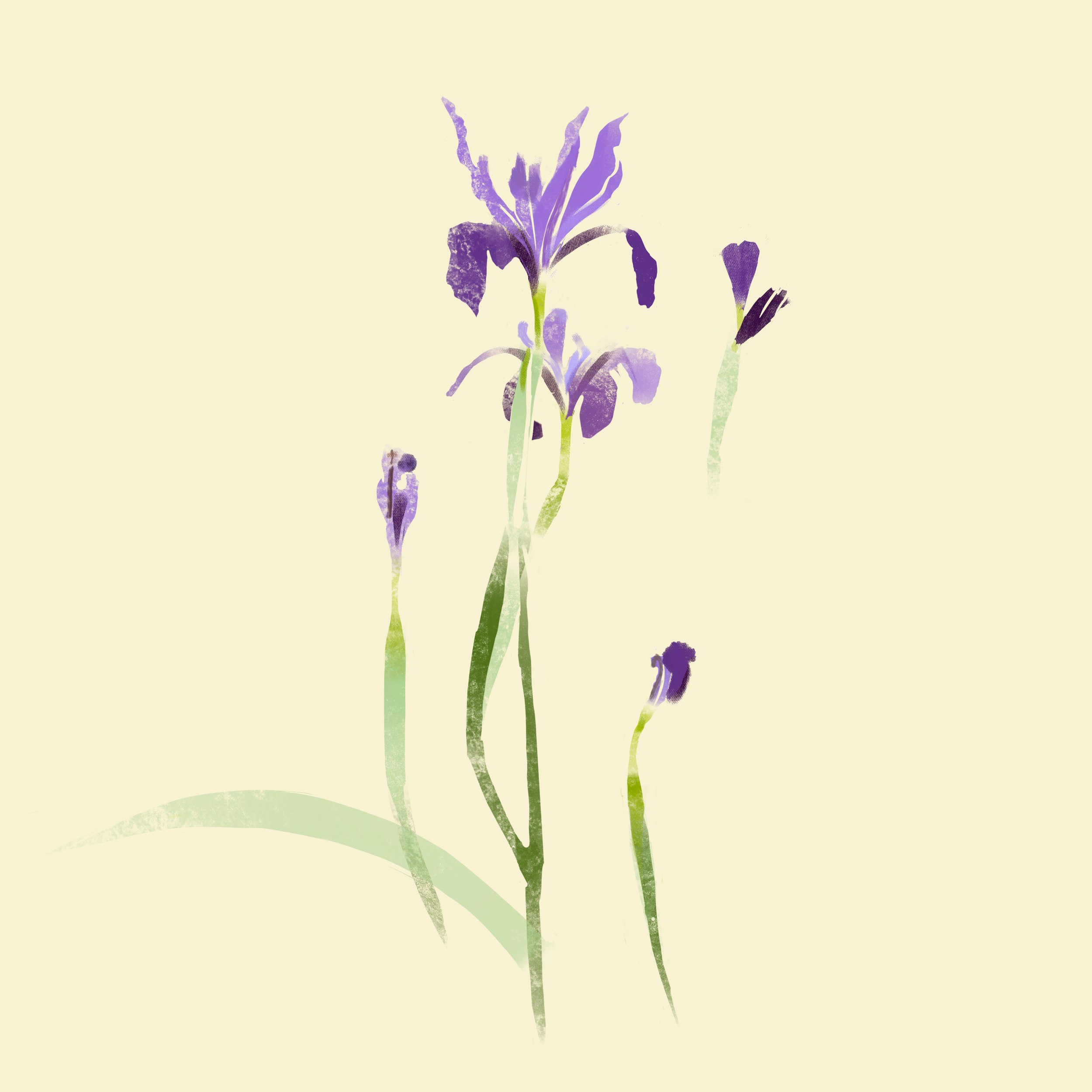 floral-wildflower-douglas-iris-by-lindsay-alstrom.png