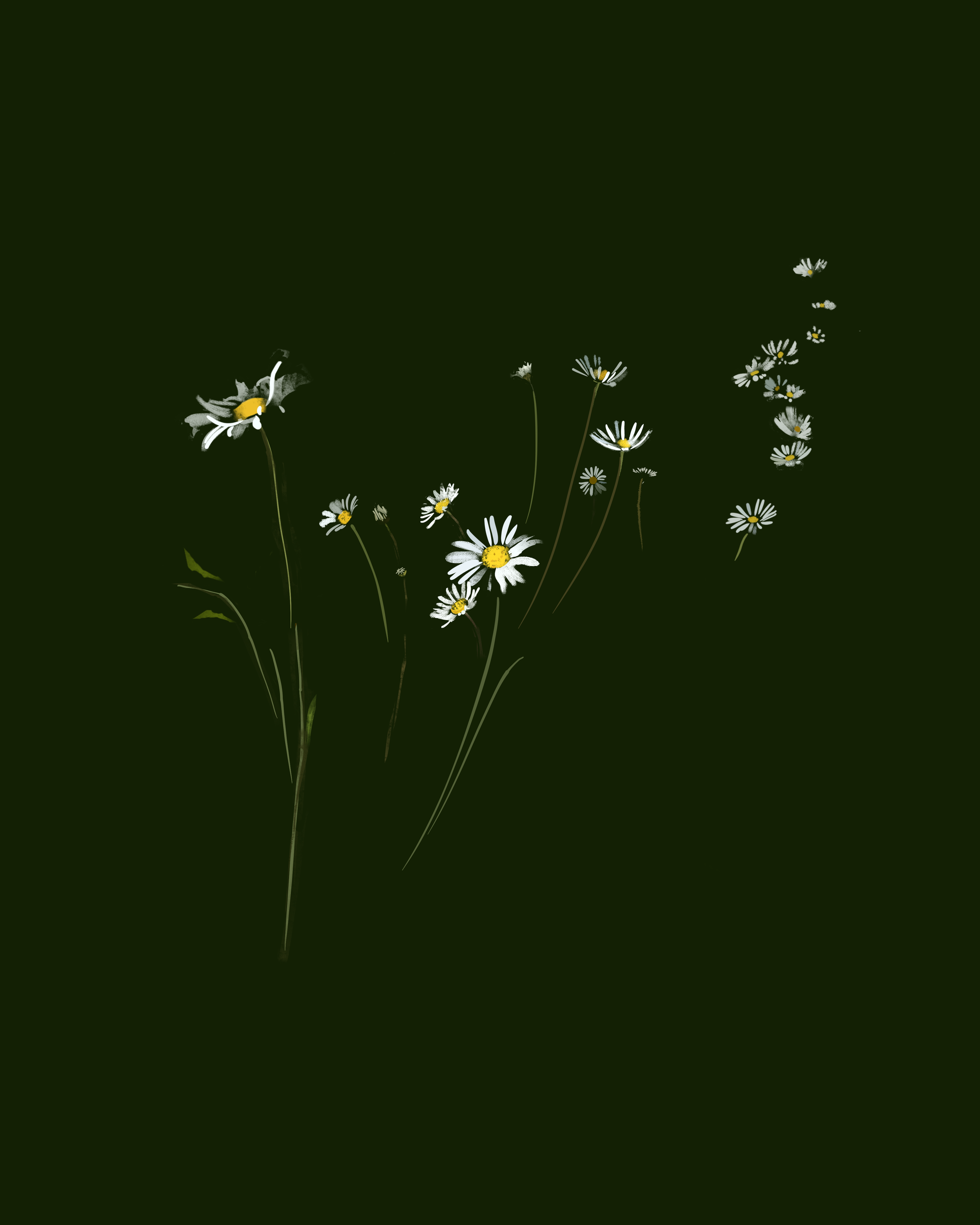 25-black-wildflower.png