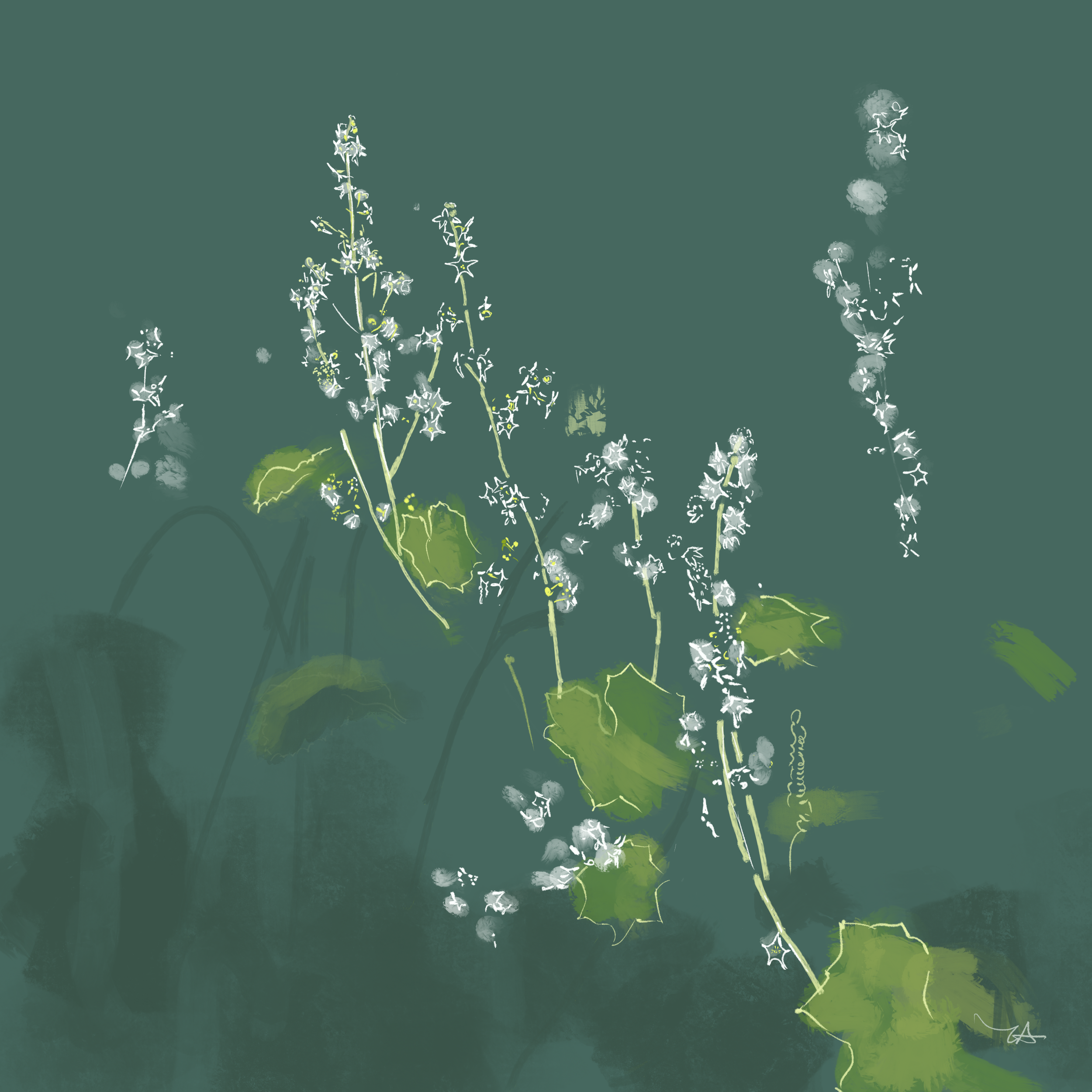 wild cucumber floral illustration by lindsay alstrom