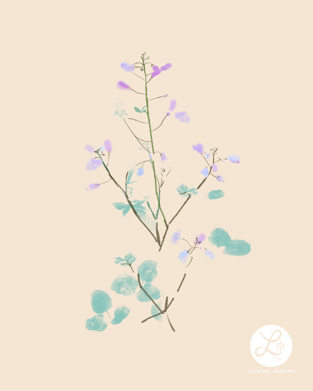 wild arugula wildflower floral illustration by lindsay alstrom