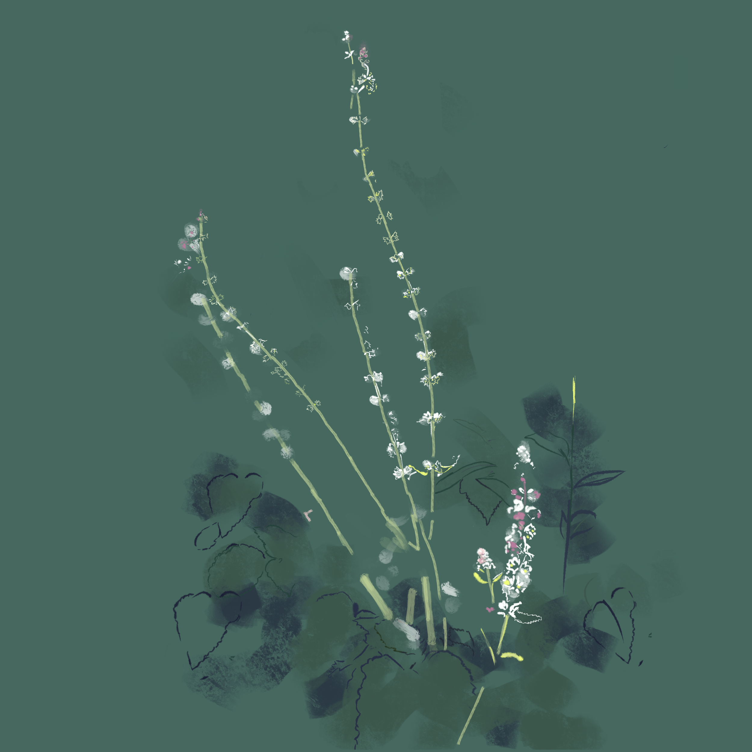 stinging nettle wildflower floral illustration by lindsay alstrom